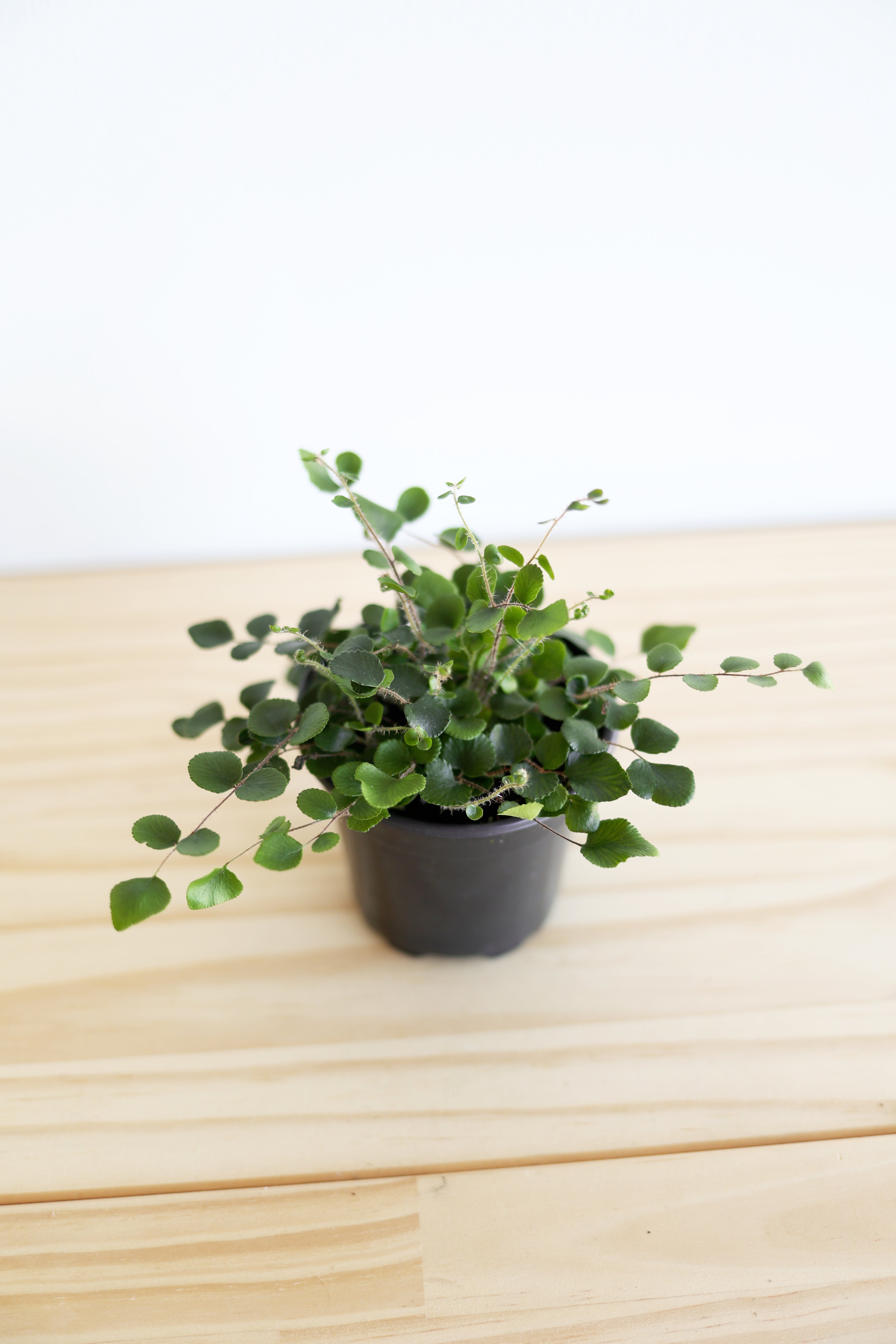 Button Fern