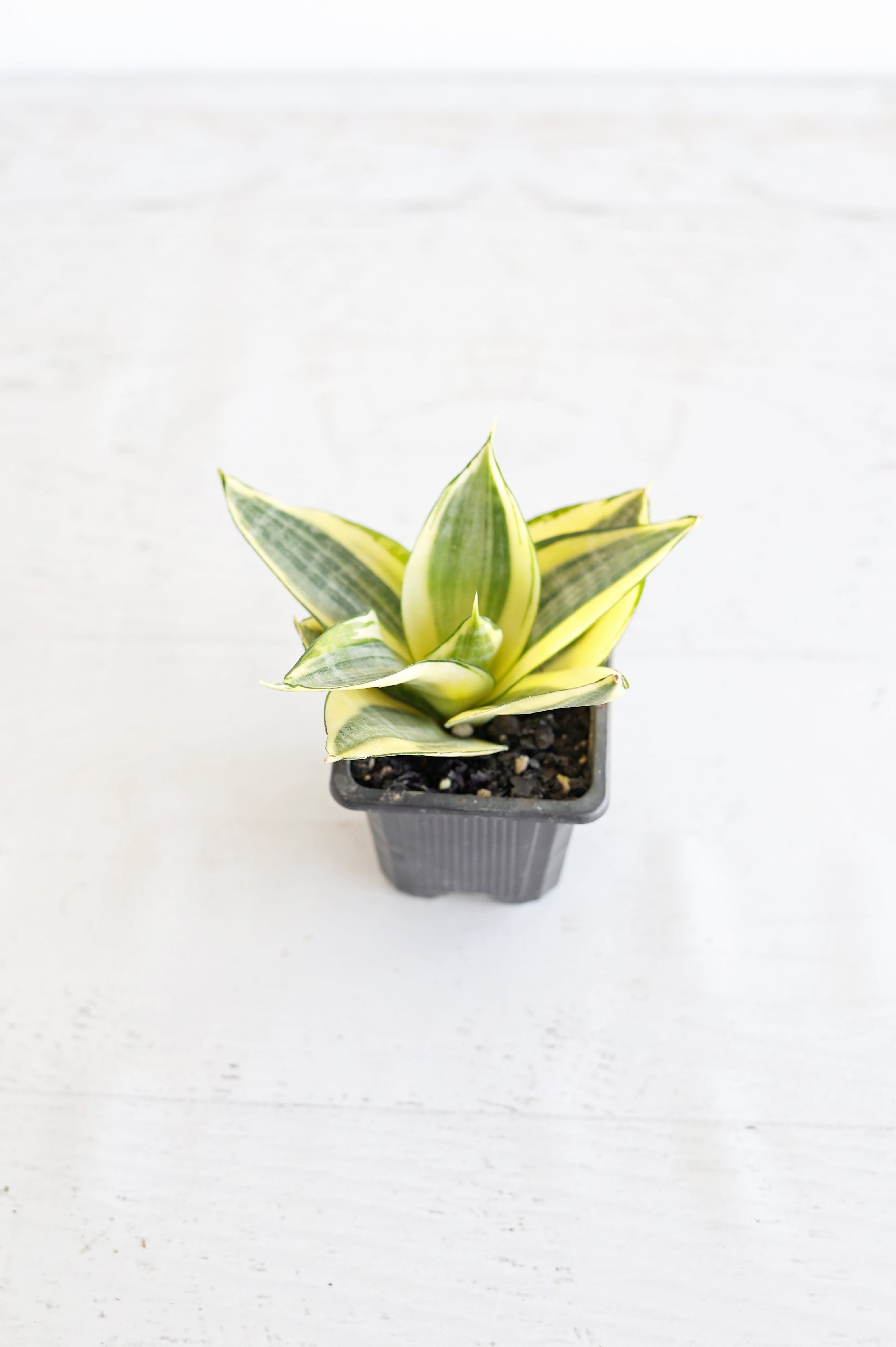 Golden Bird's Nest Snake Plant | 3" Pot