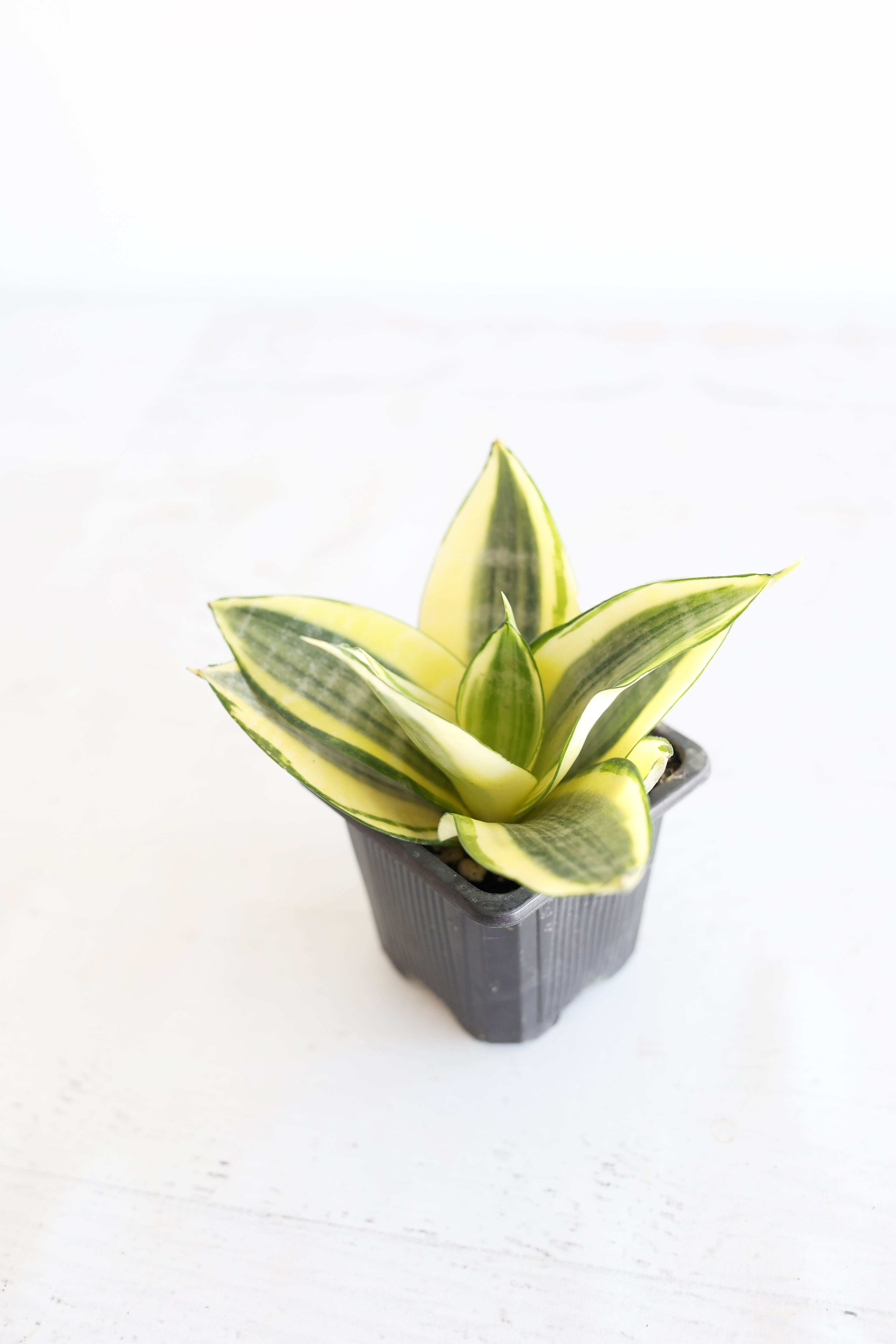 Golden Bird's Nest Snake Plant | 3" Pot