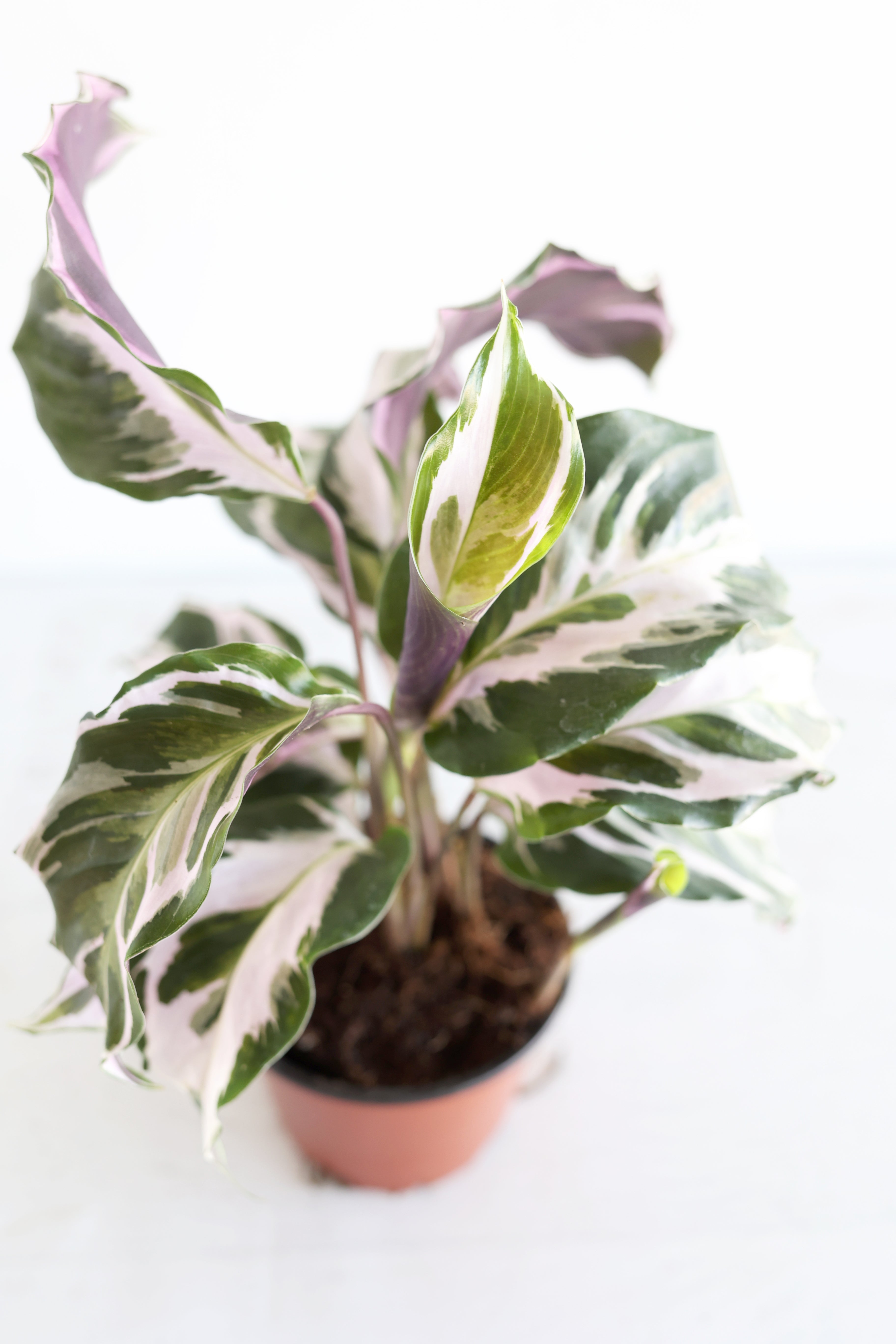 Calathea "stella"