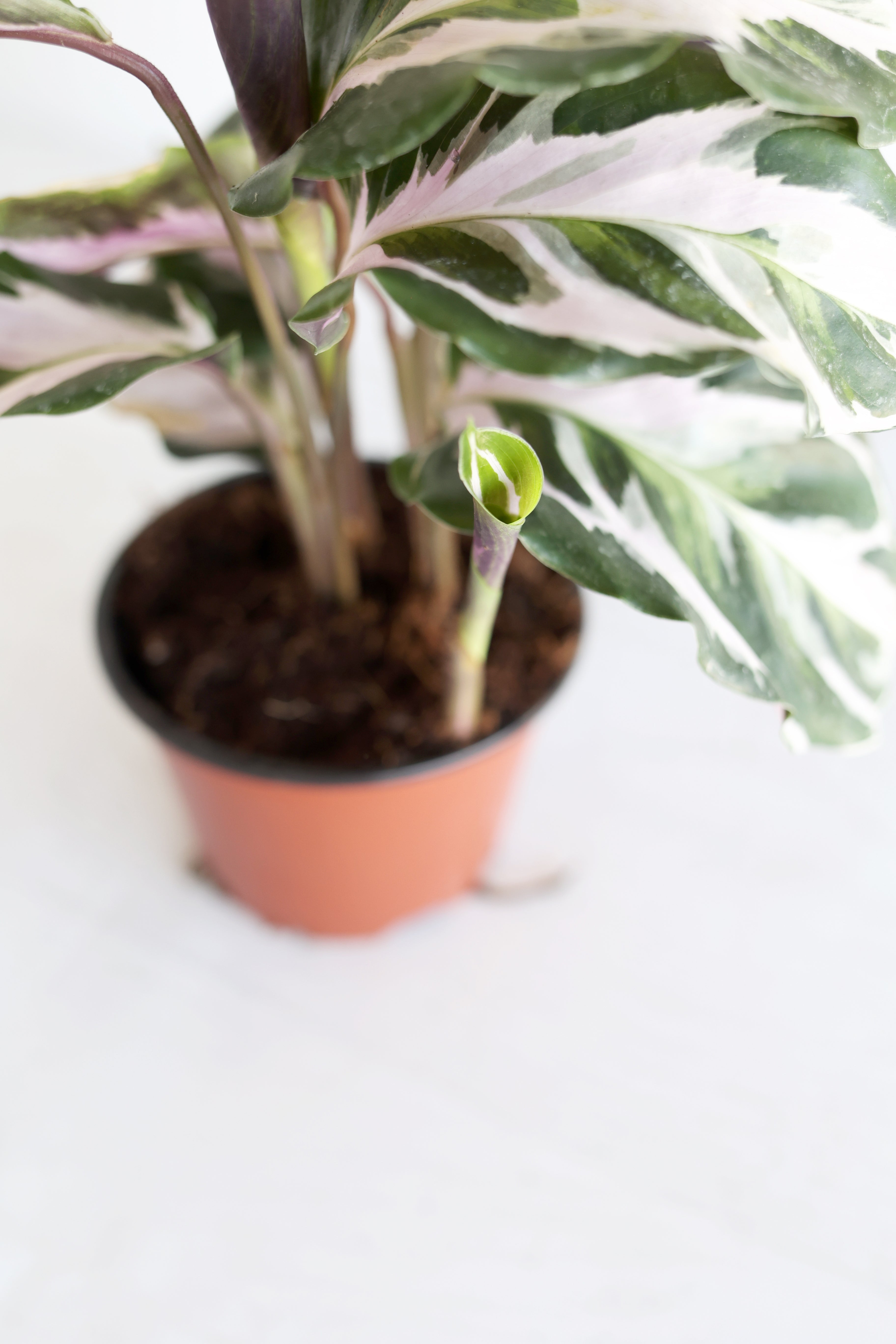 Calathea "stella"