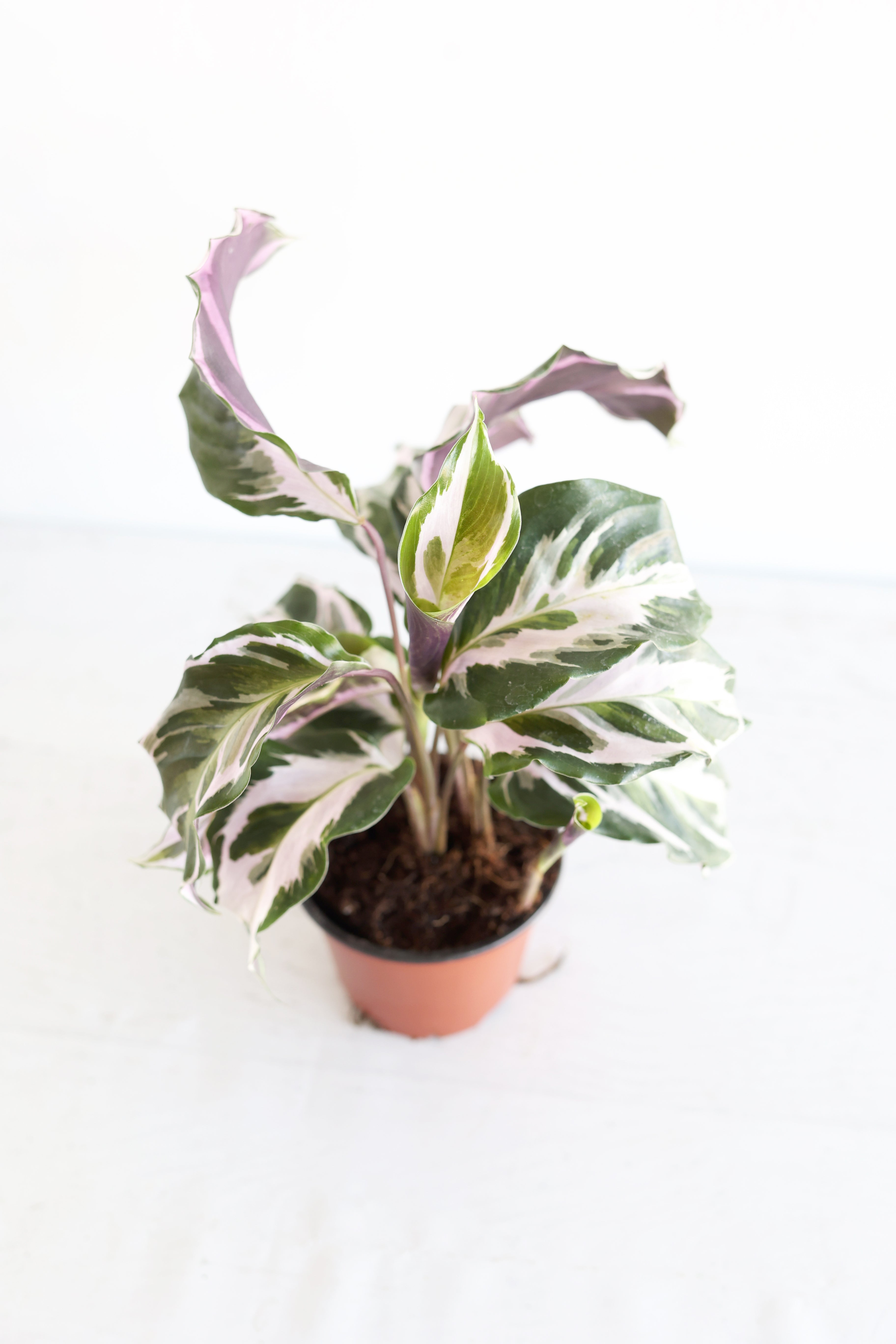 Calathea "stella"