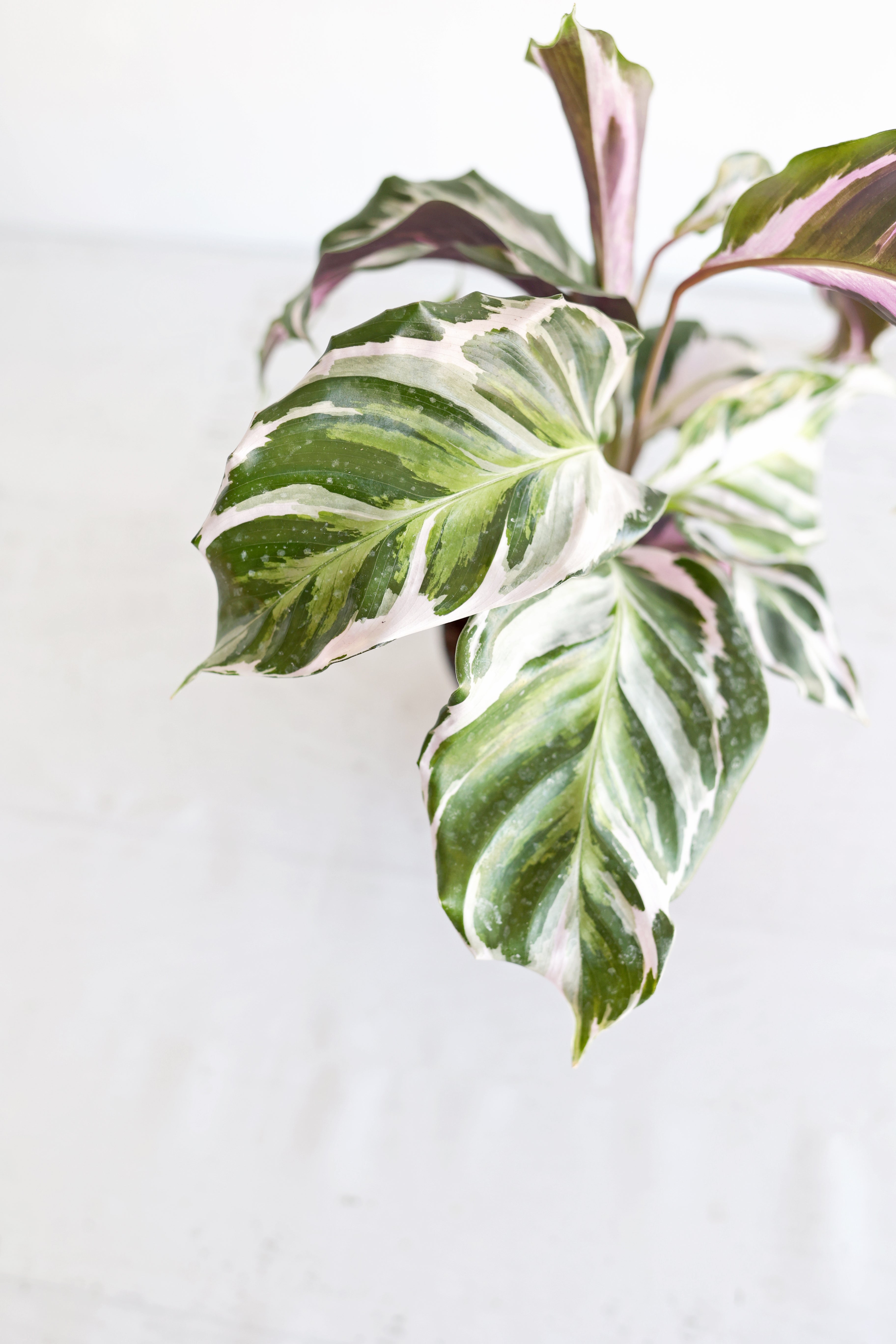 Calathea "stella"