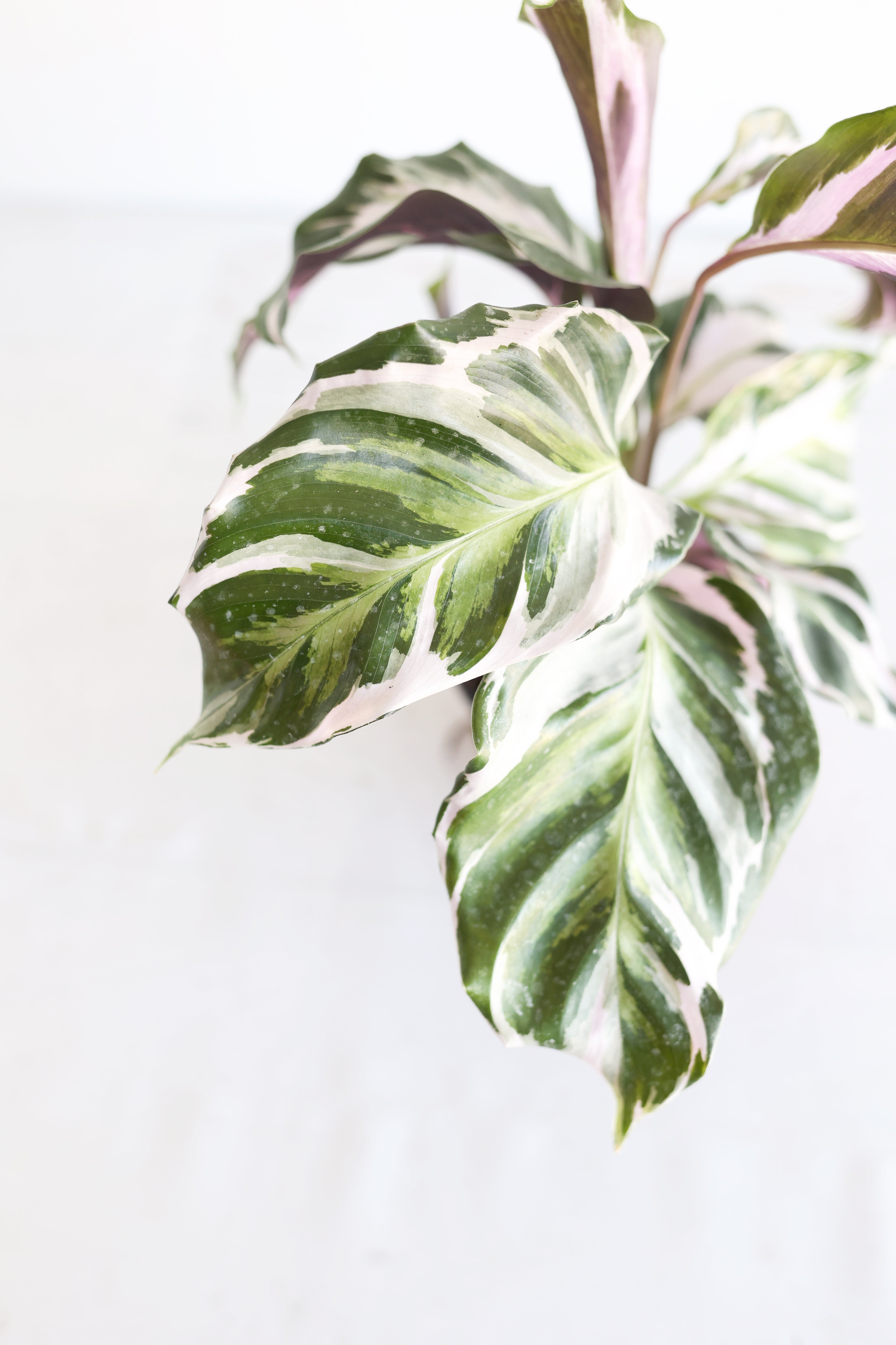 Calathea "stella"