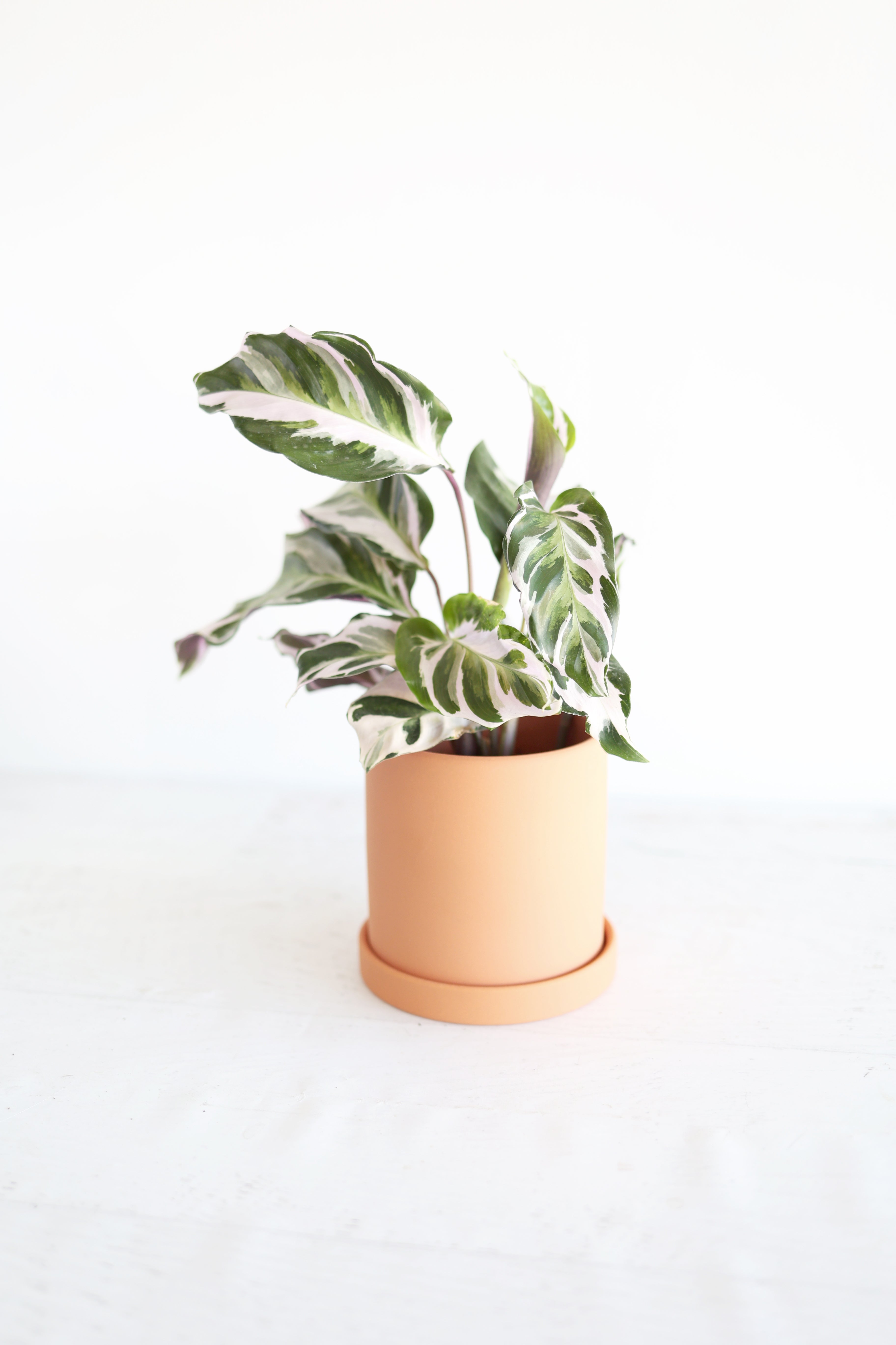Calathea "stella"