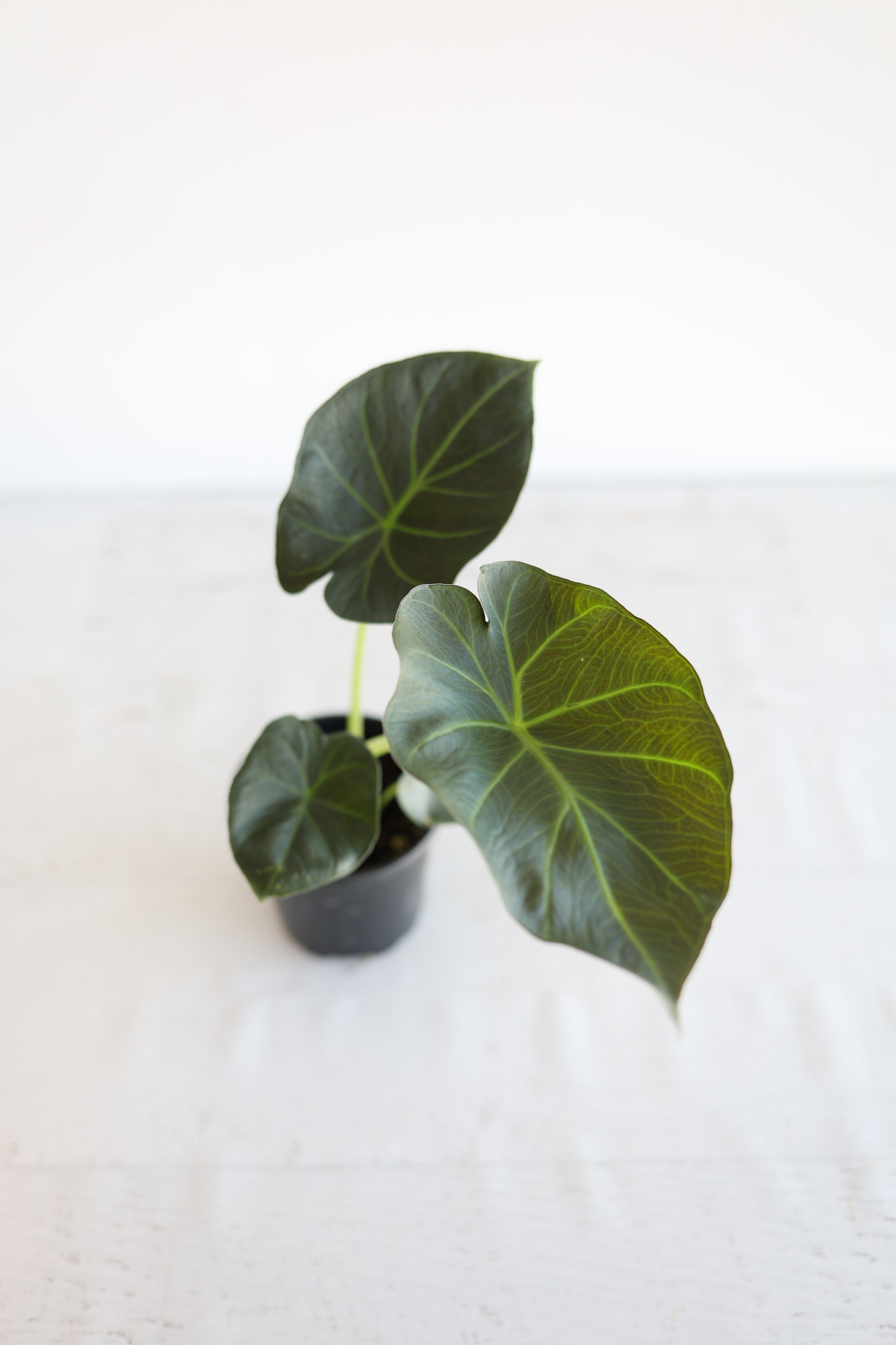 Alocasia "regal Shield"