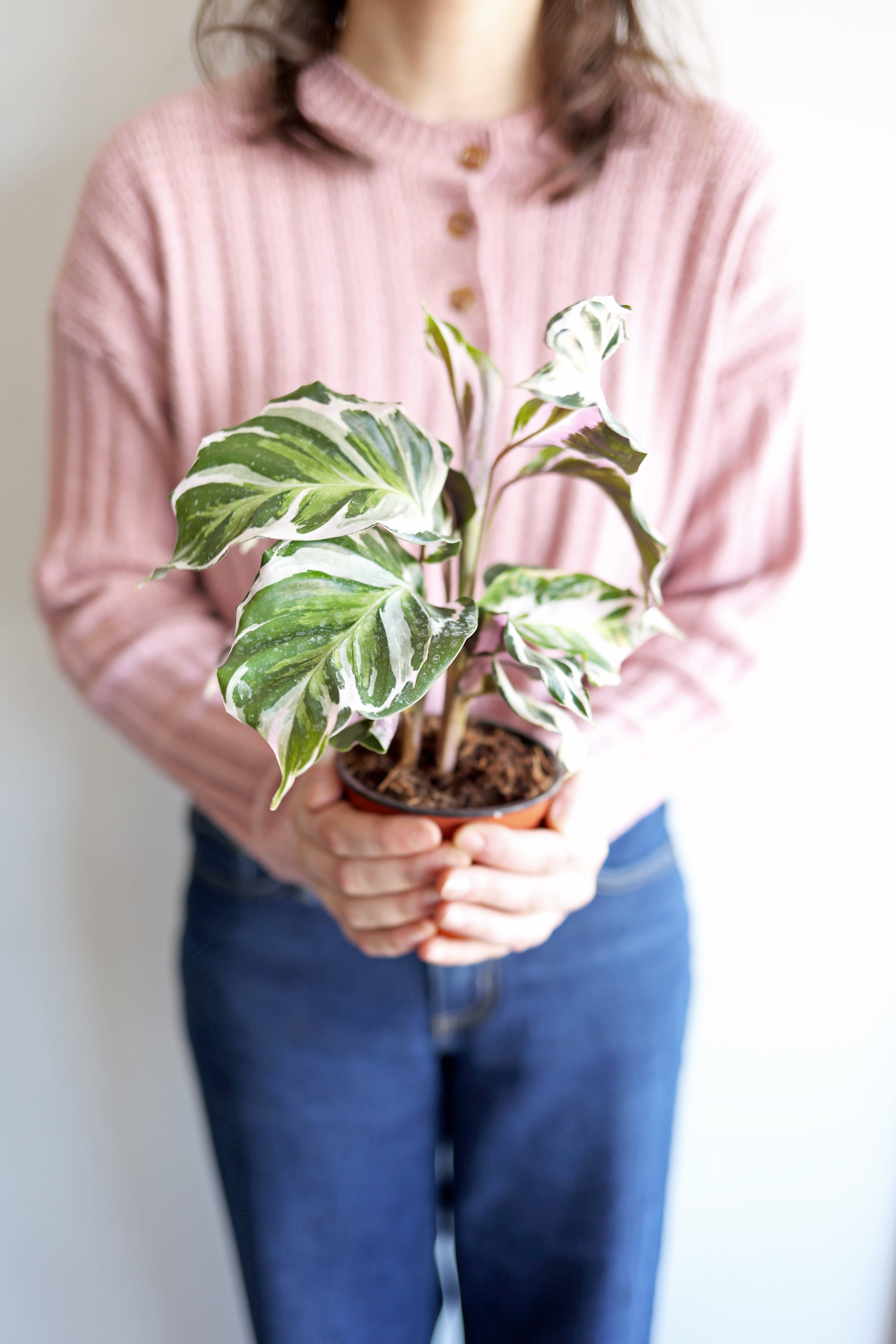 Calathea "stella"
