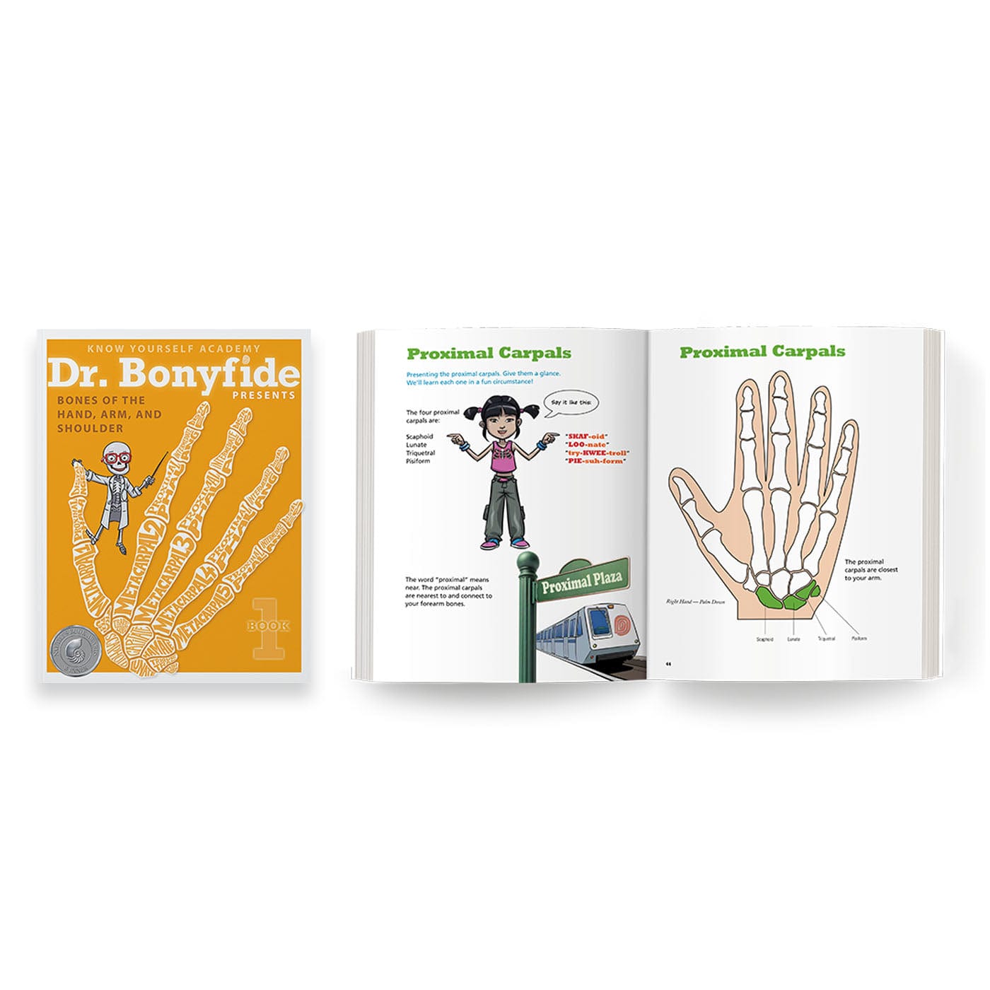 206 Bones Of The Human Body Bonus Bundle