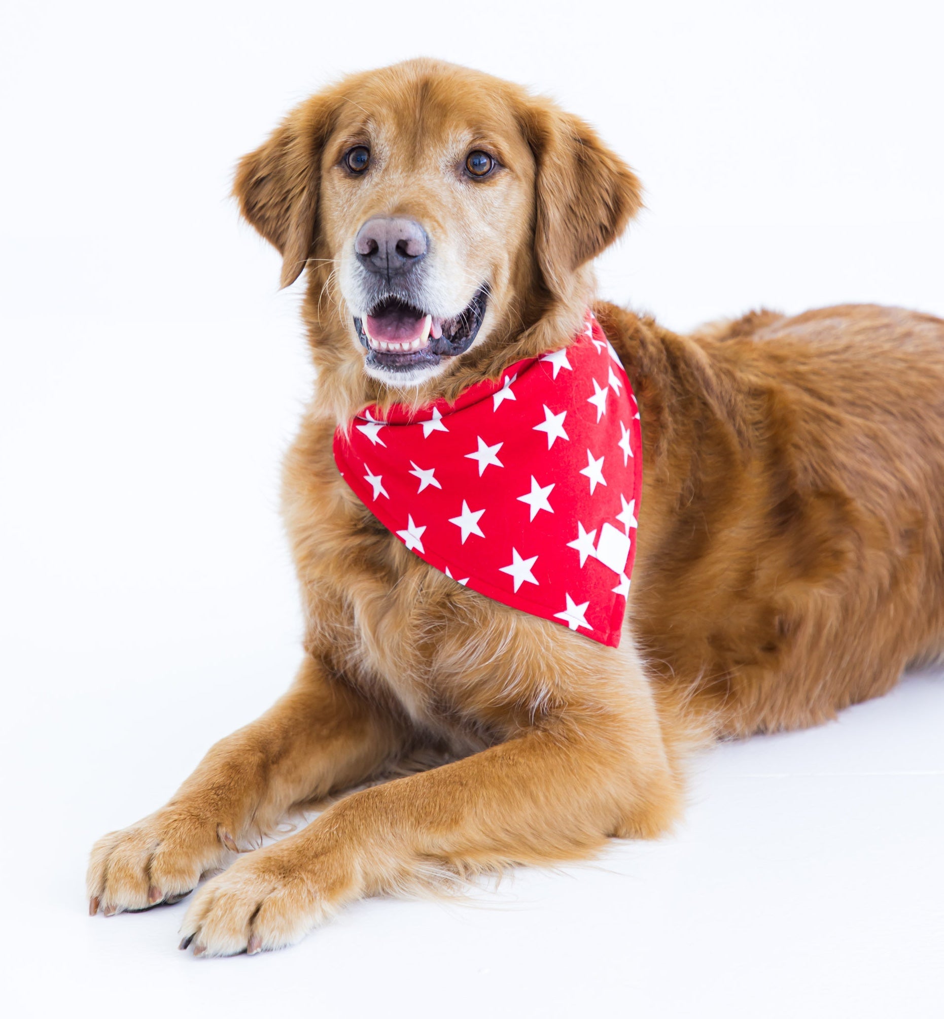 Star Pet Bandana