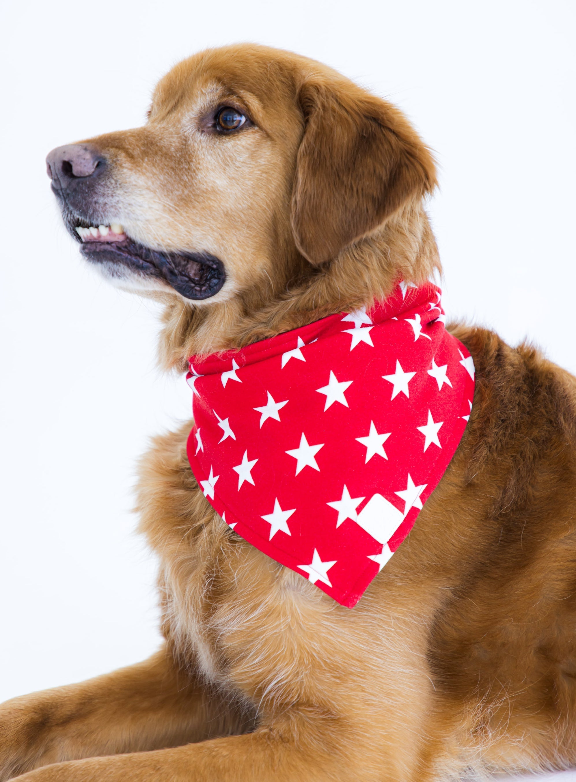 Star Pet Bandana