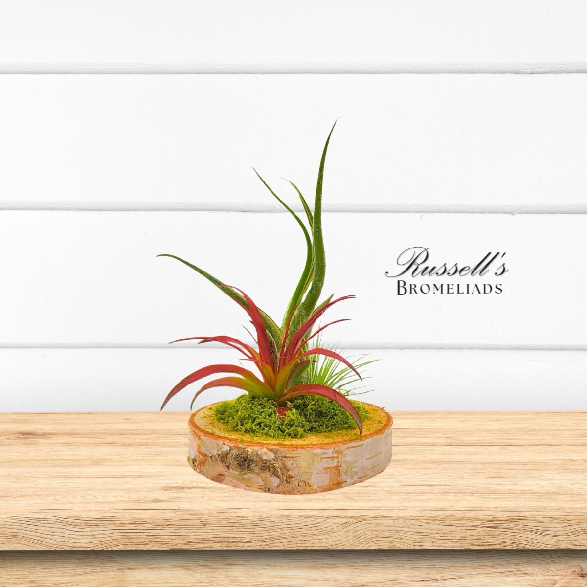 Wood Arrangement With Air Plants