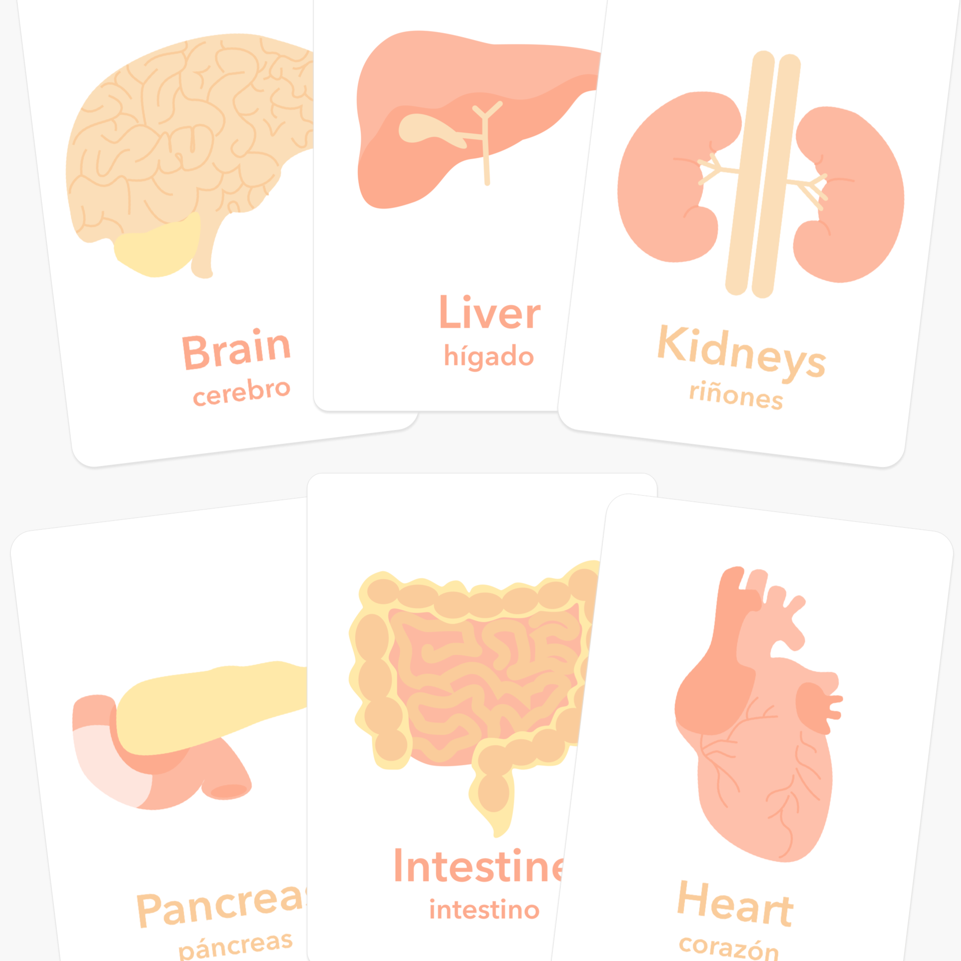 Organs Flashcards