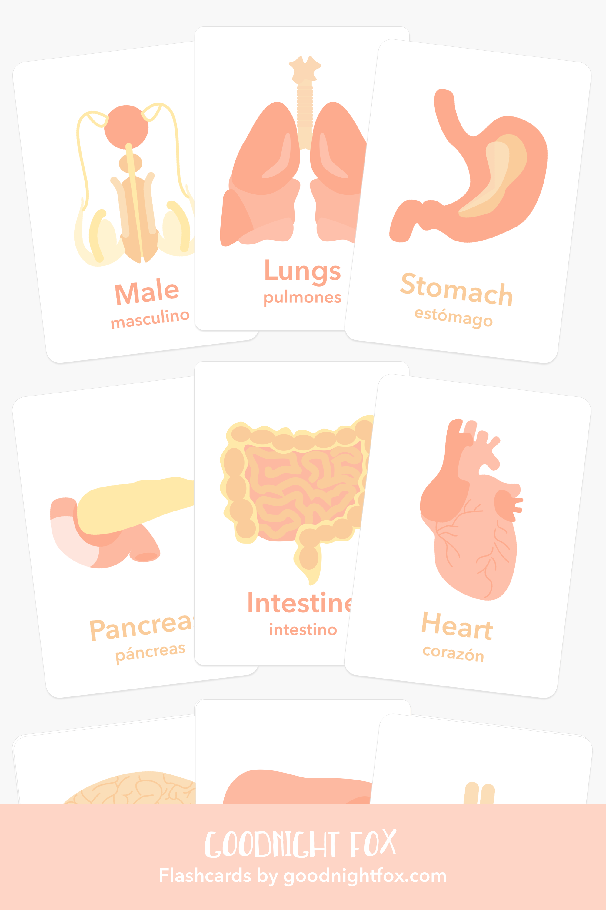 Organs Flashcards