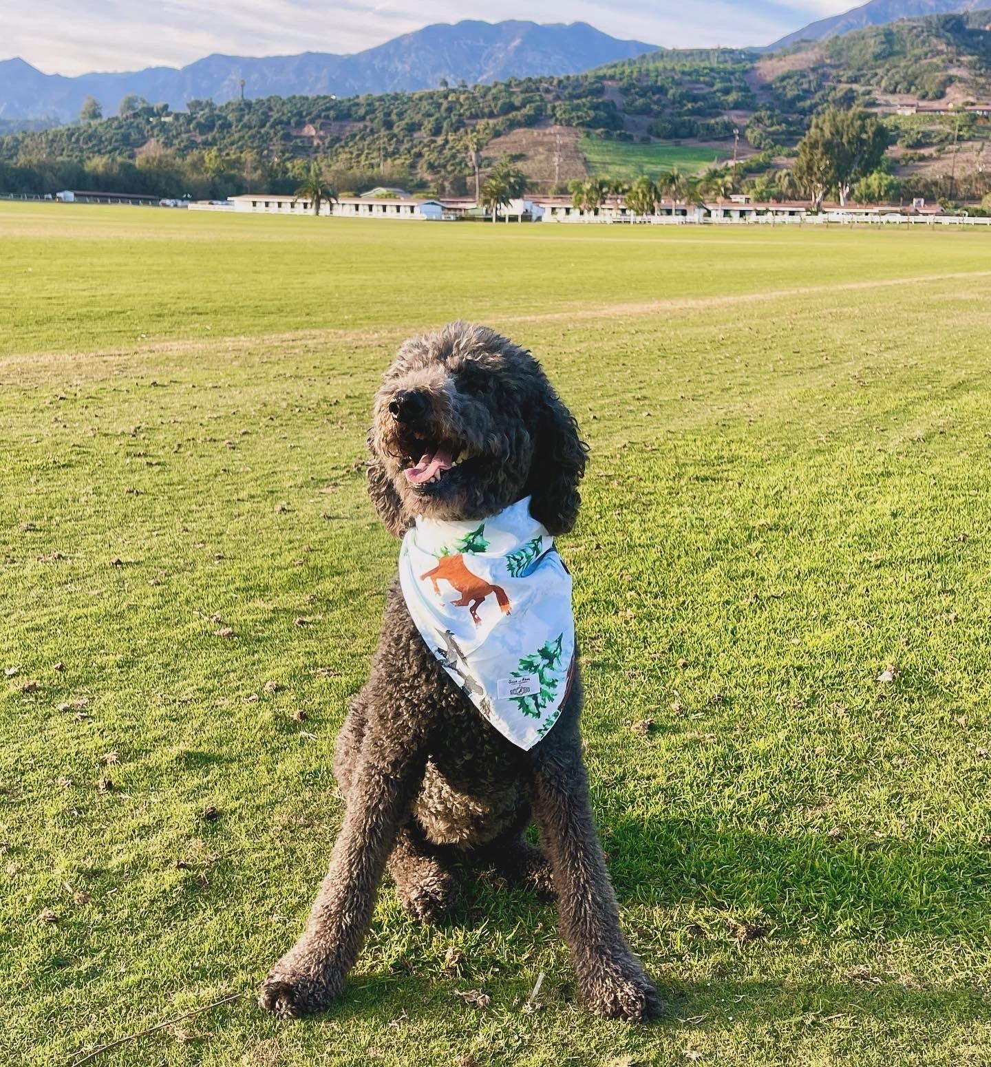 Skydog Dog Bandana
