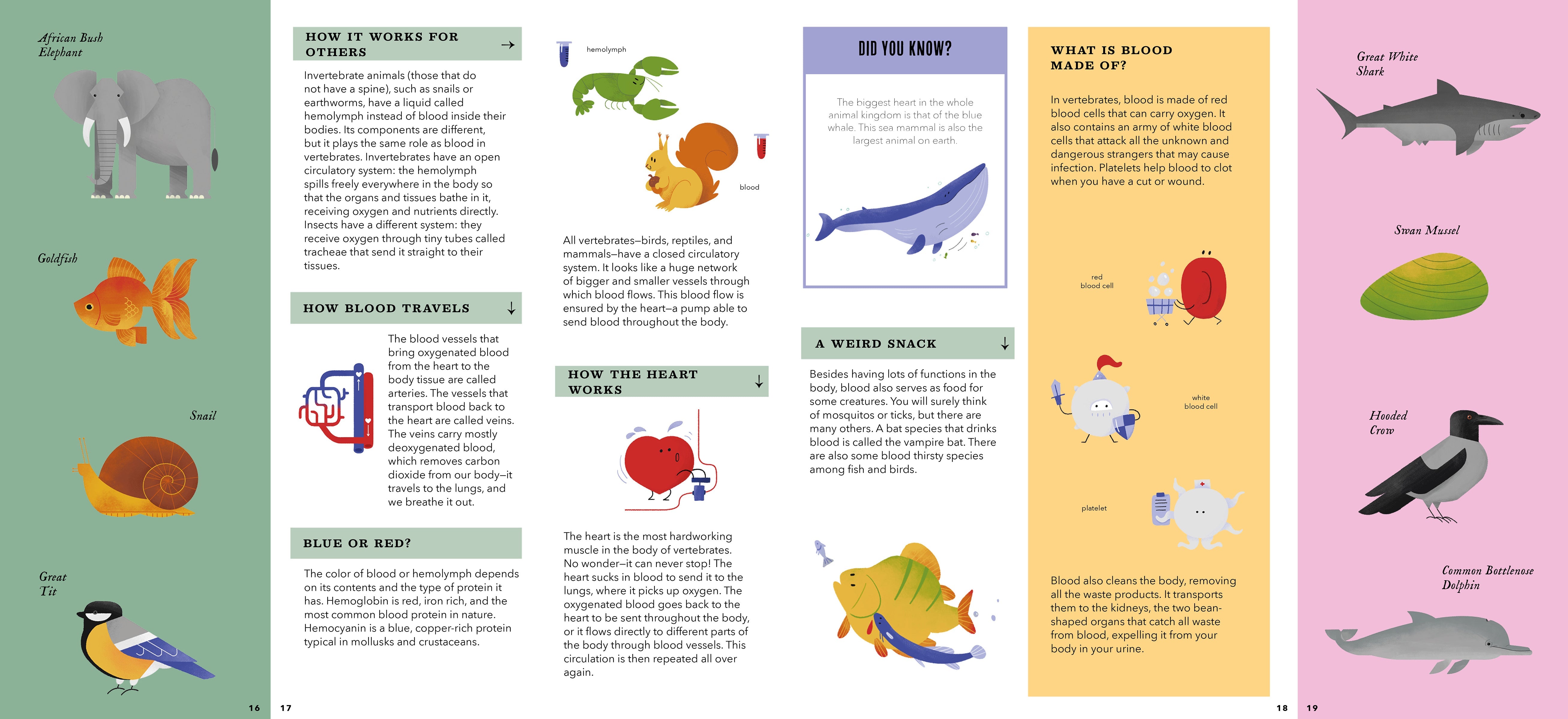 Foldout Anatomy