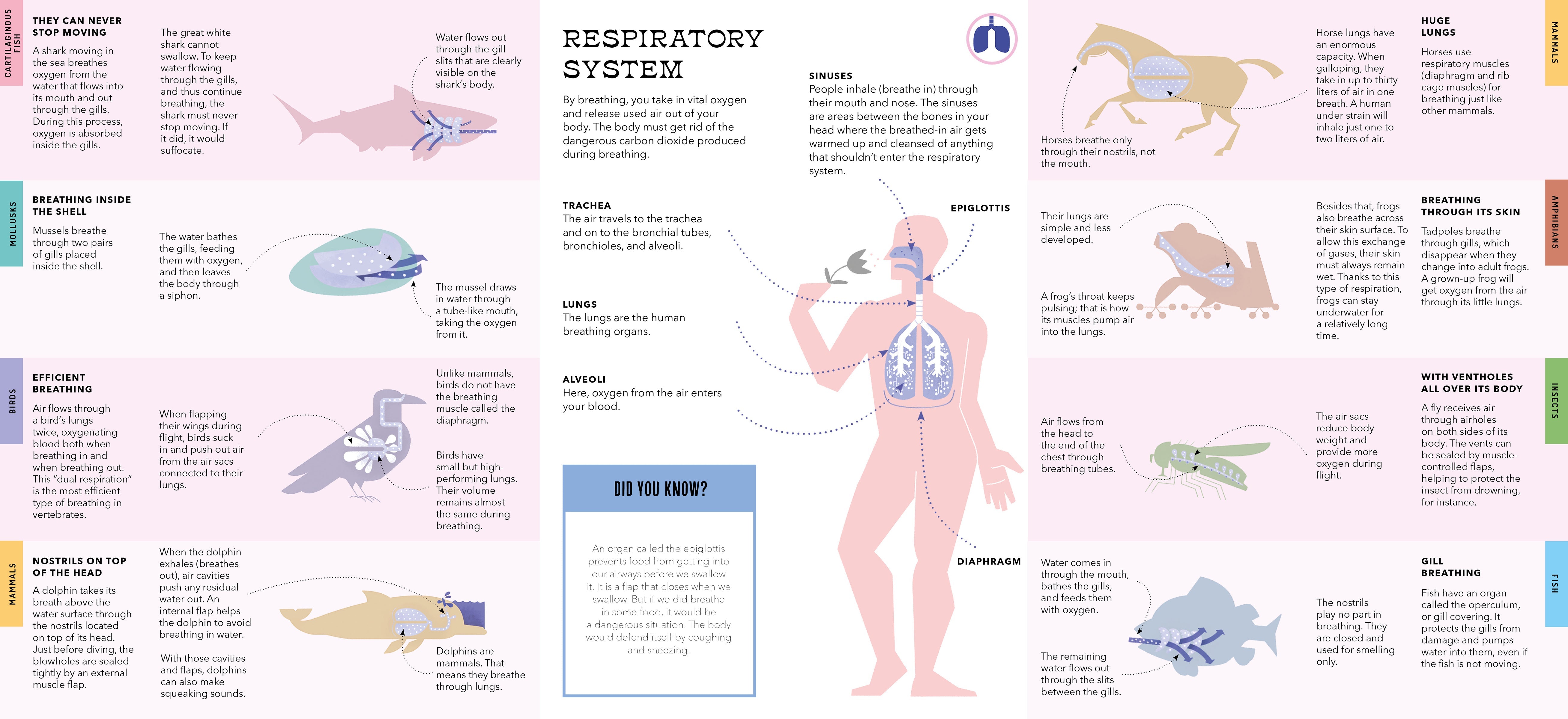 Foldout Anatomy
