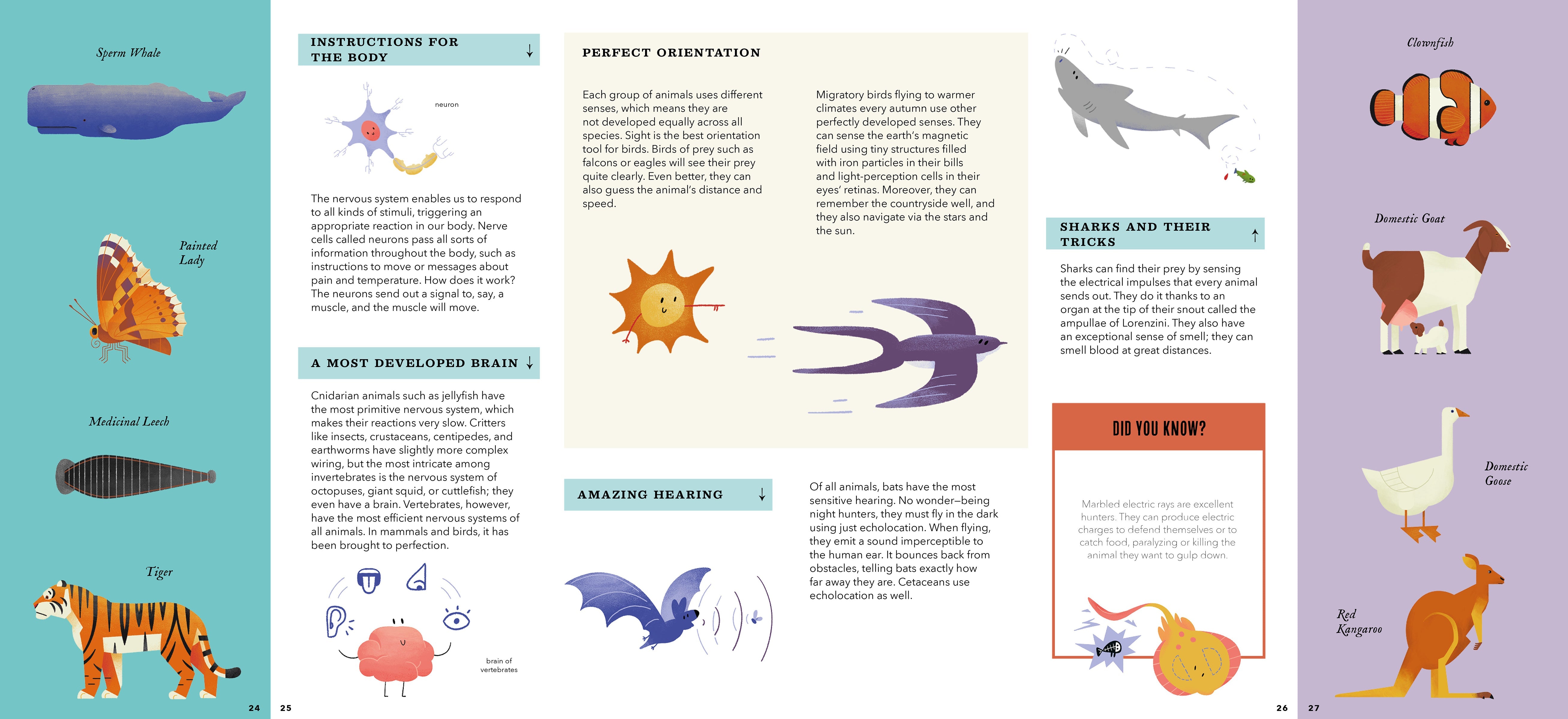 Foldout Anatomy