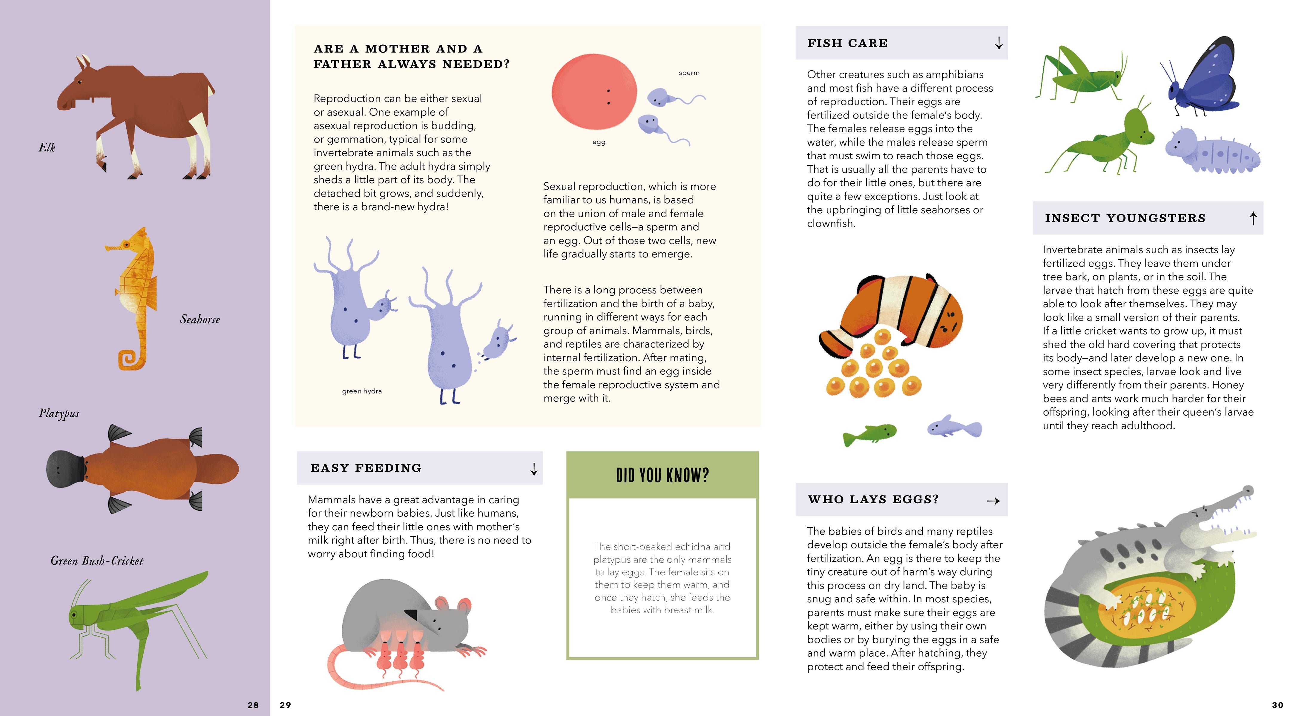 Foldout Anatomy