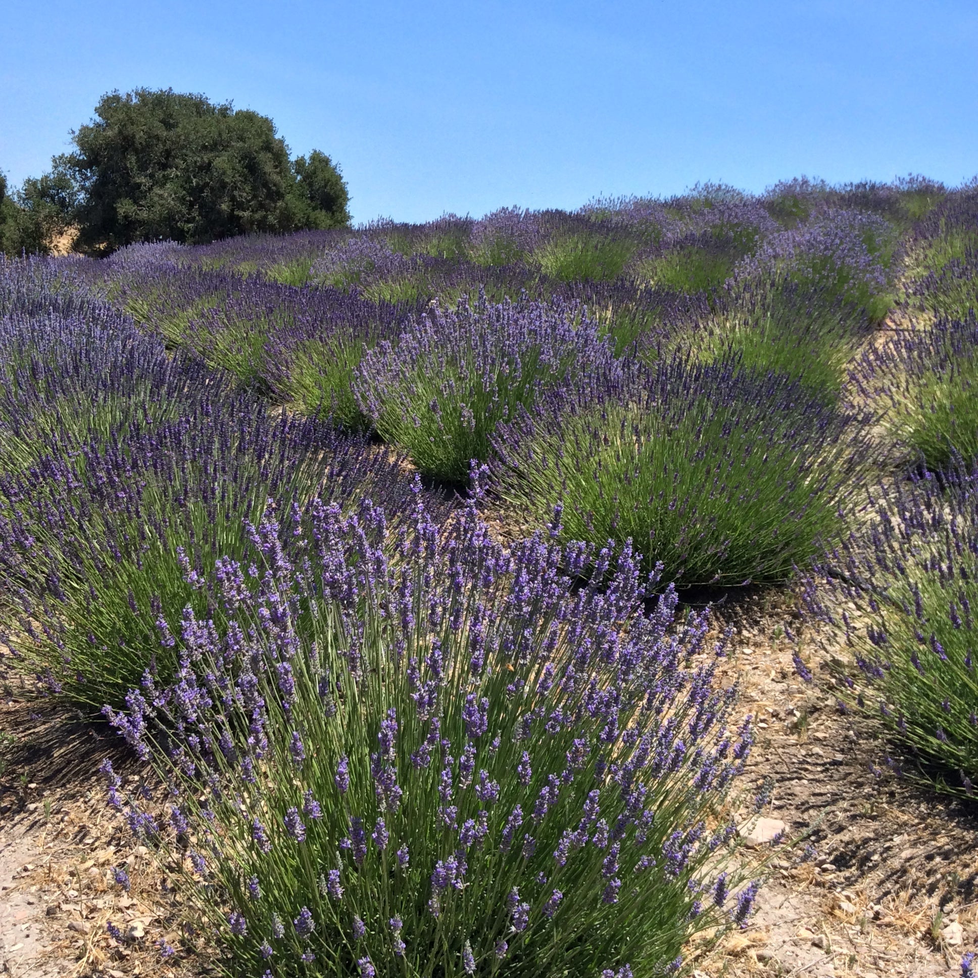 (certified Organic)™ Lavender Sachet