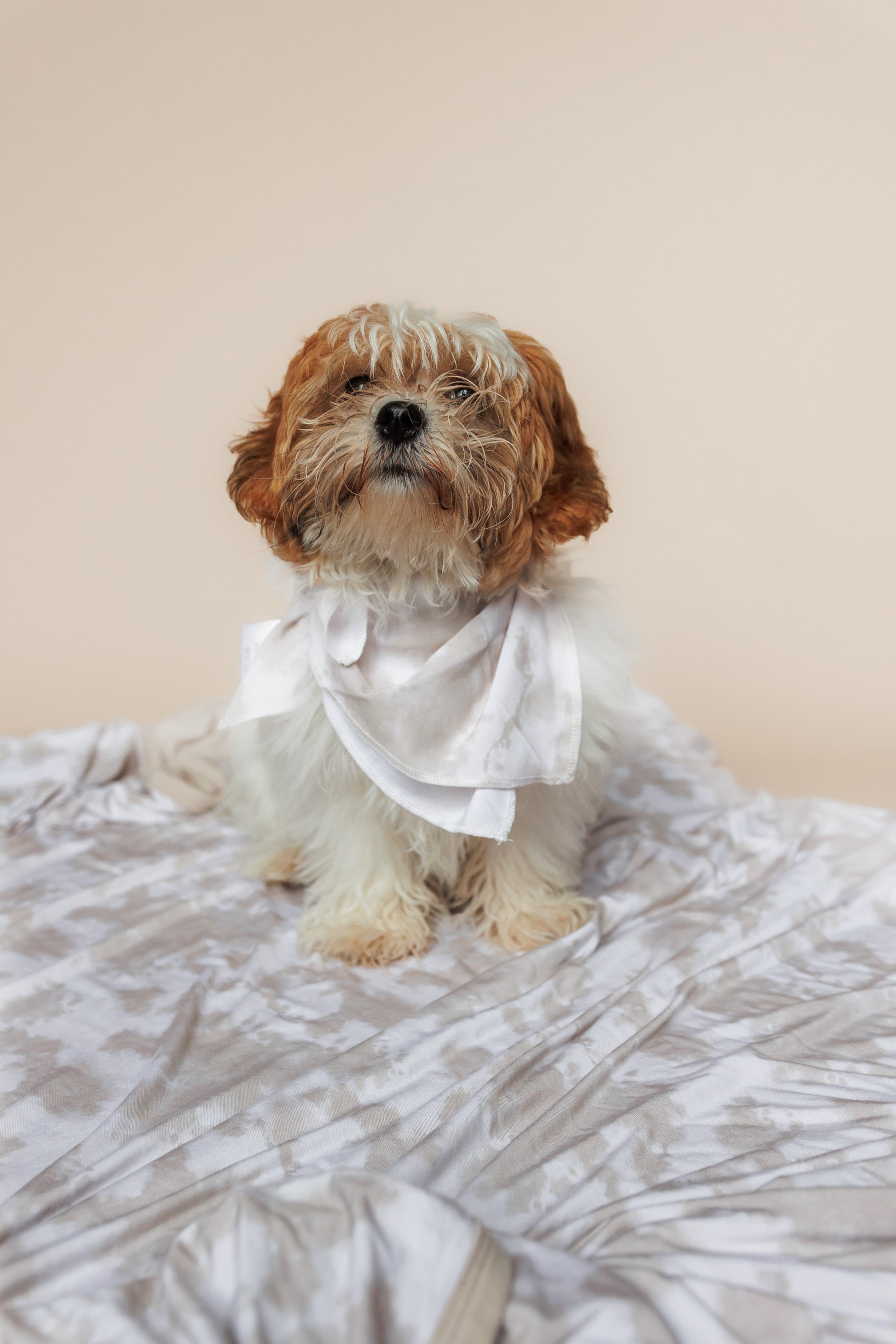 Sandy Shores Dream Dog Bandana