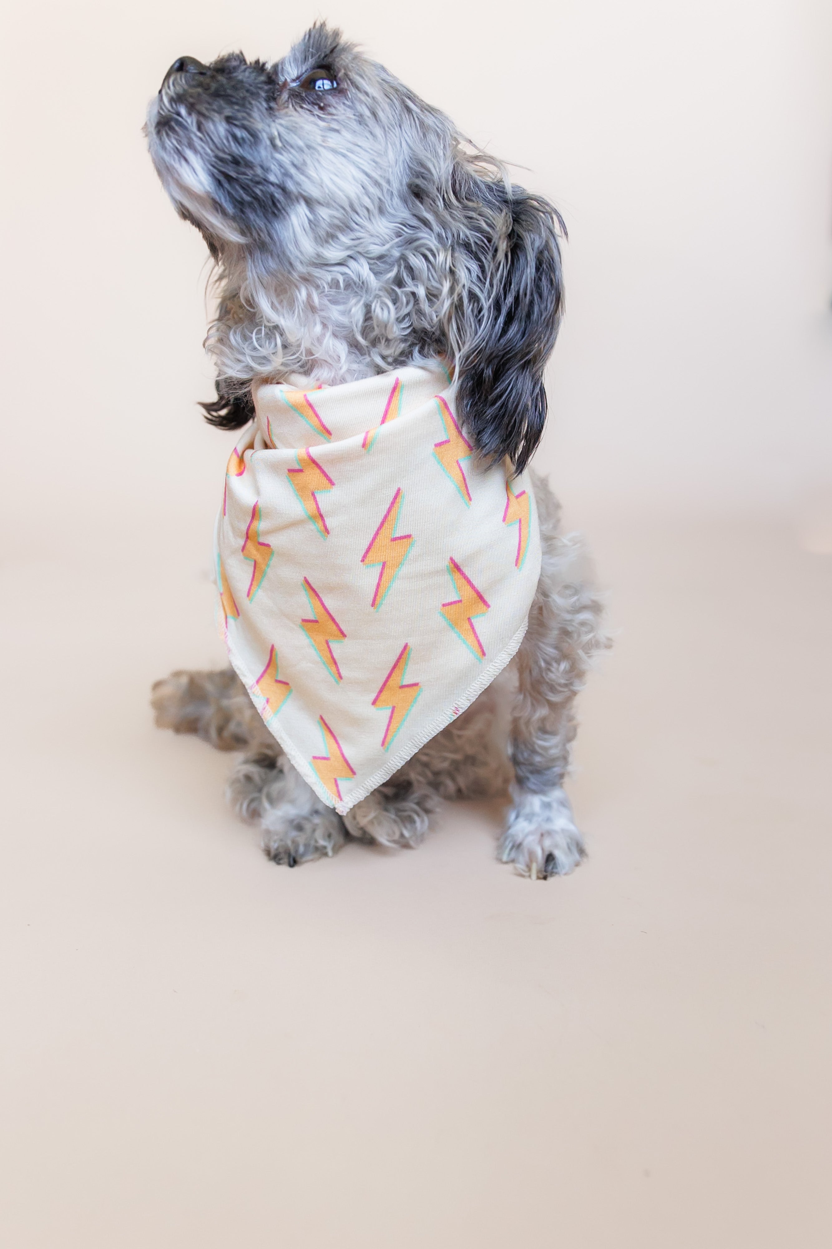 Bolt To Bed Dream Dog Bandana