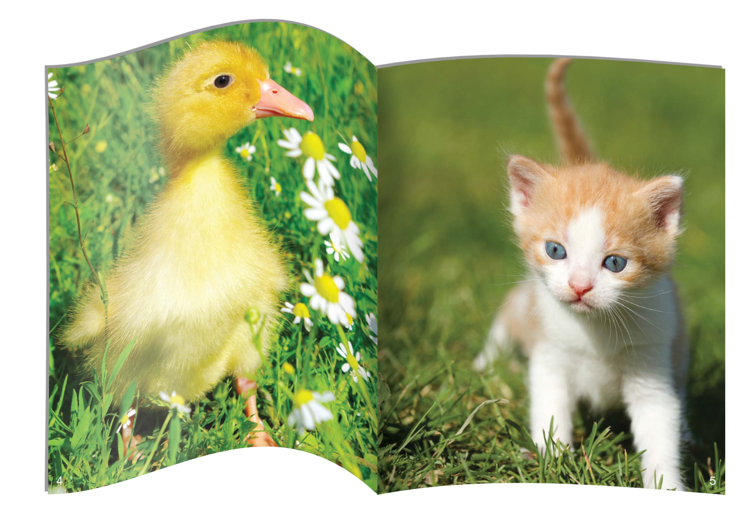 Letters & Sounds Phase 1 Set 2 Non-fiction - 6 Pack