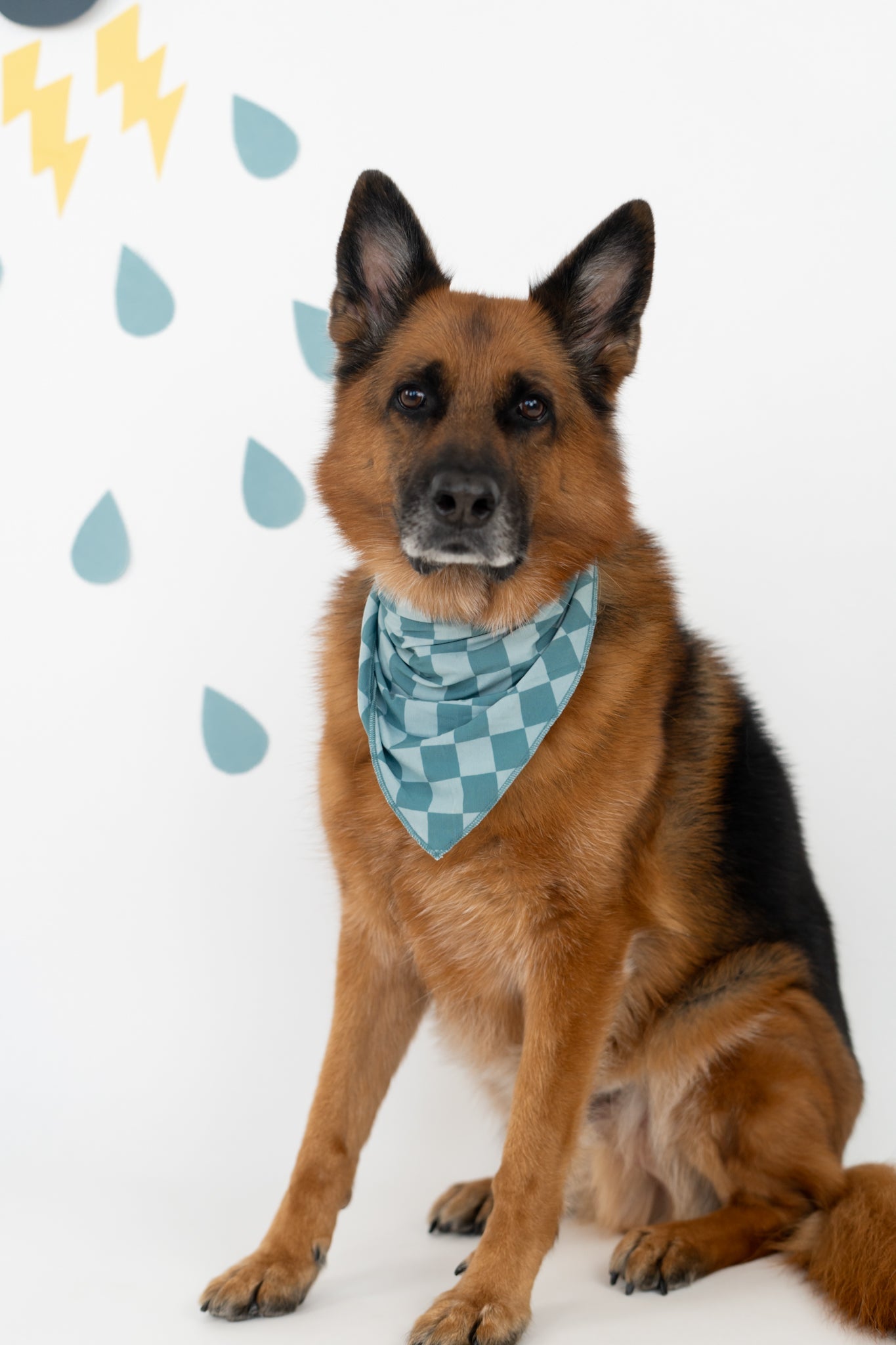 Stormy Checkers Dream Dog Bandana