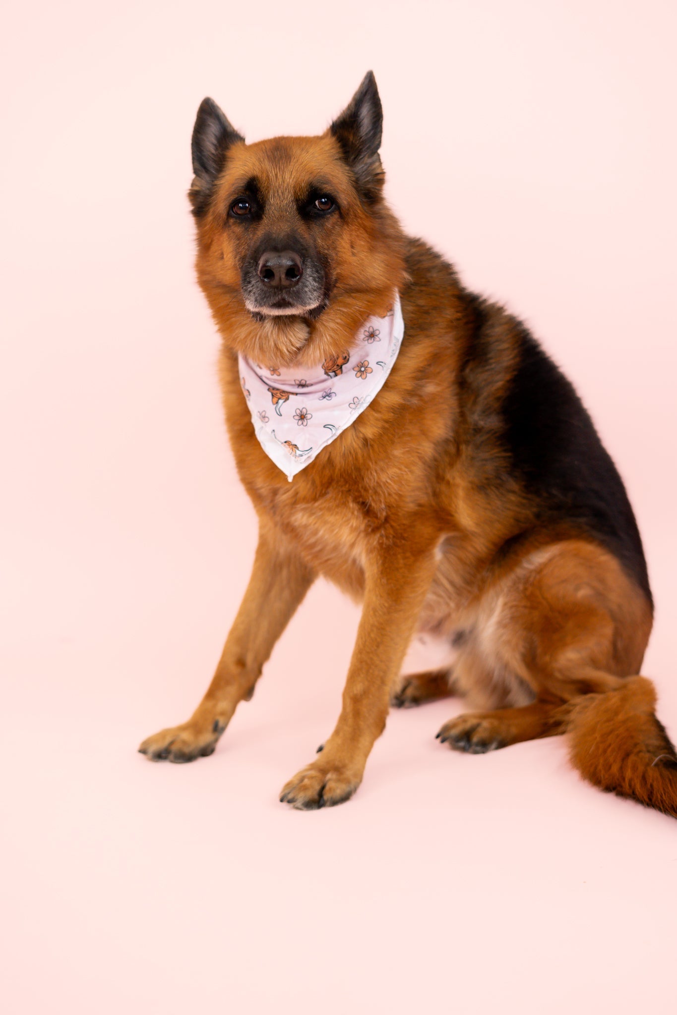 Exclusive Highland Cutie Dream Dog Bandana