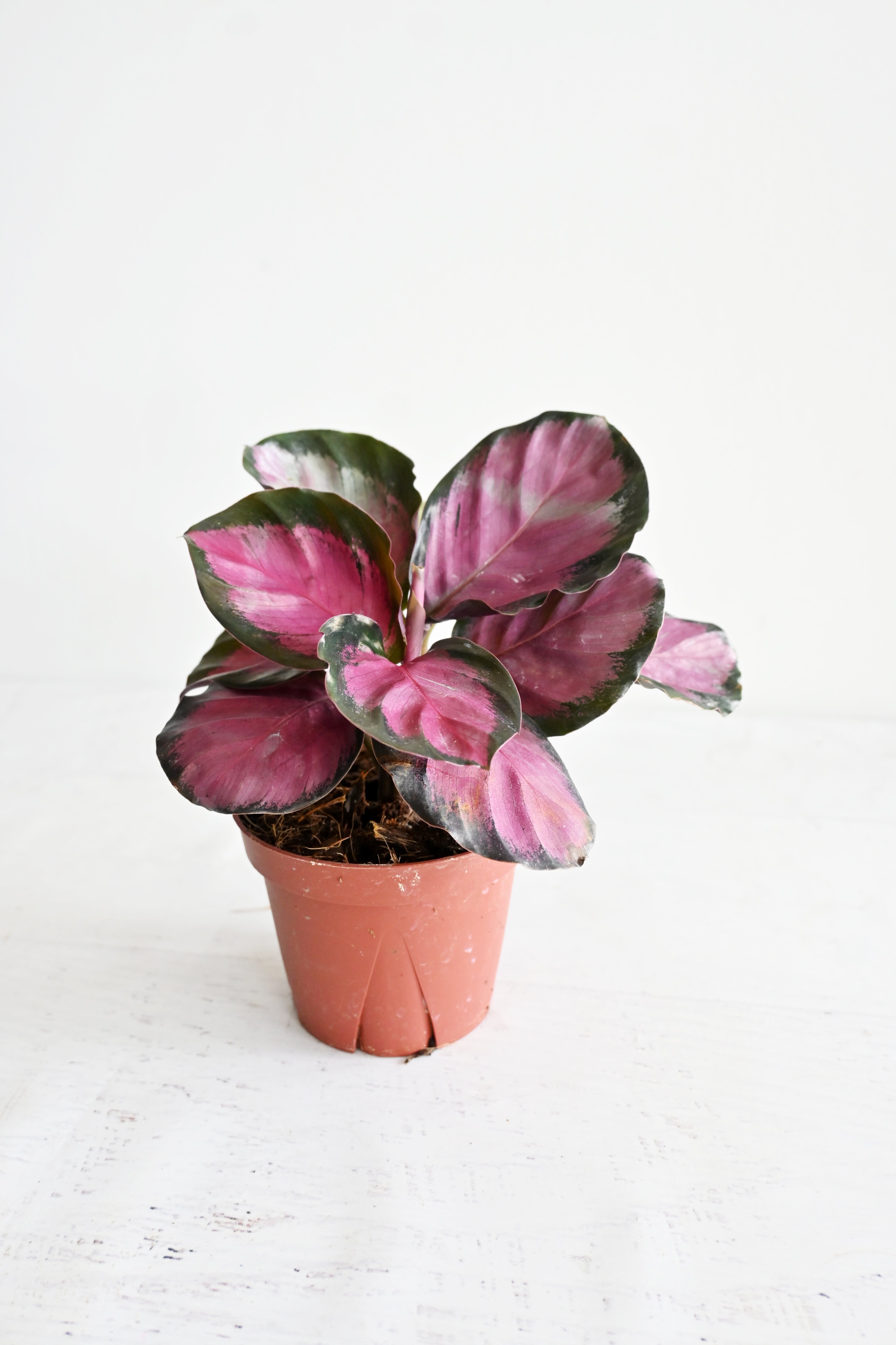 Rosy Calathea