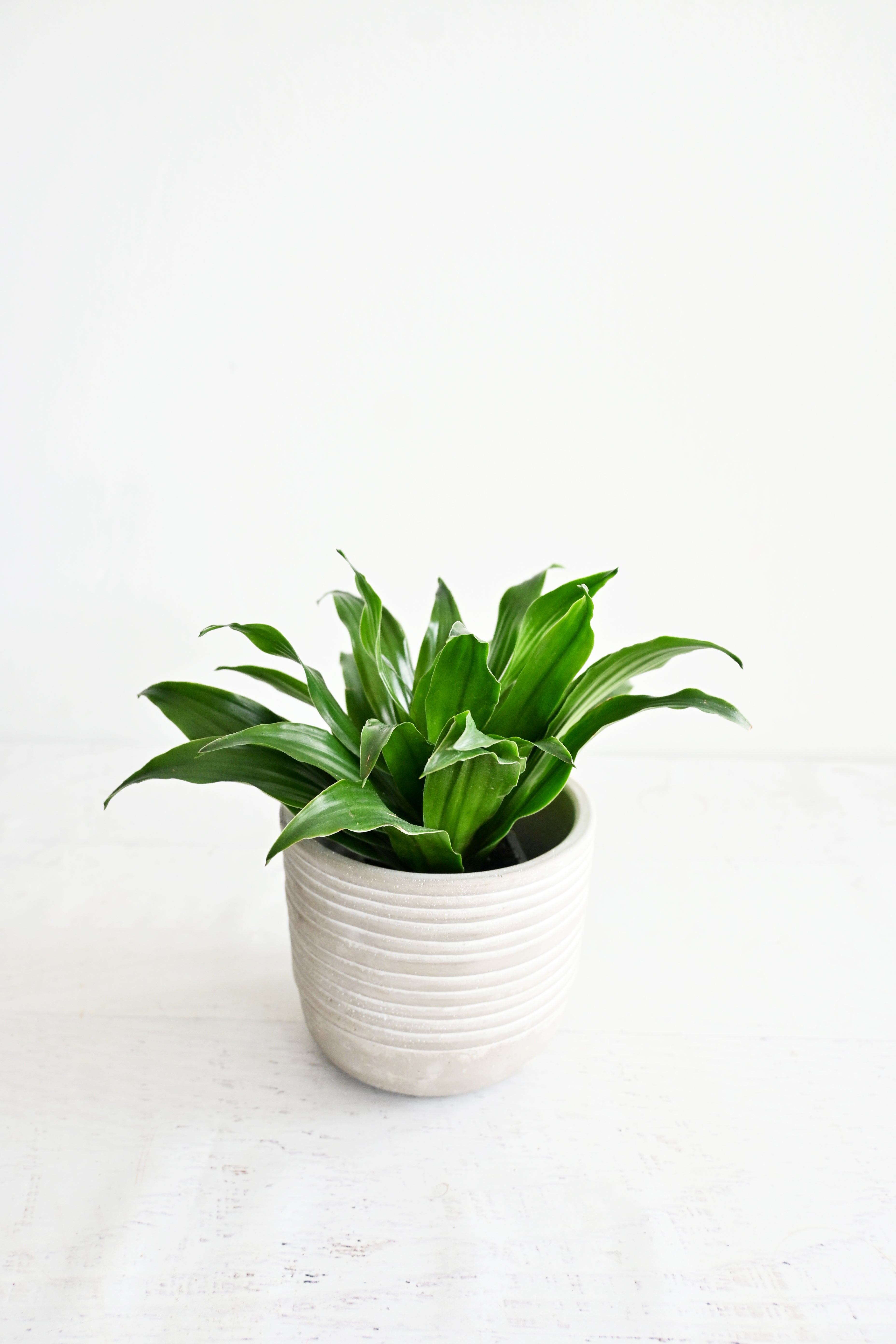 Janet Craig Dracaena