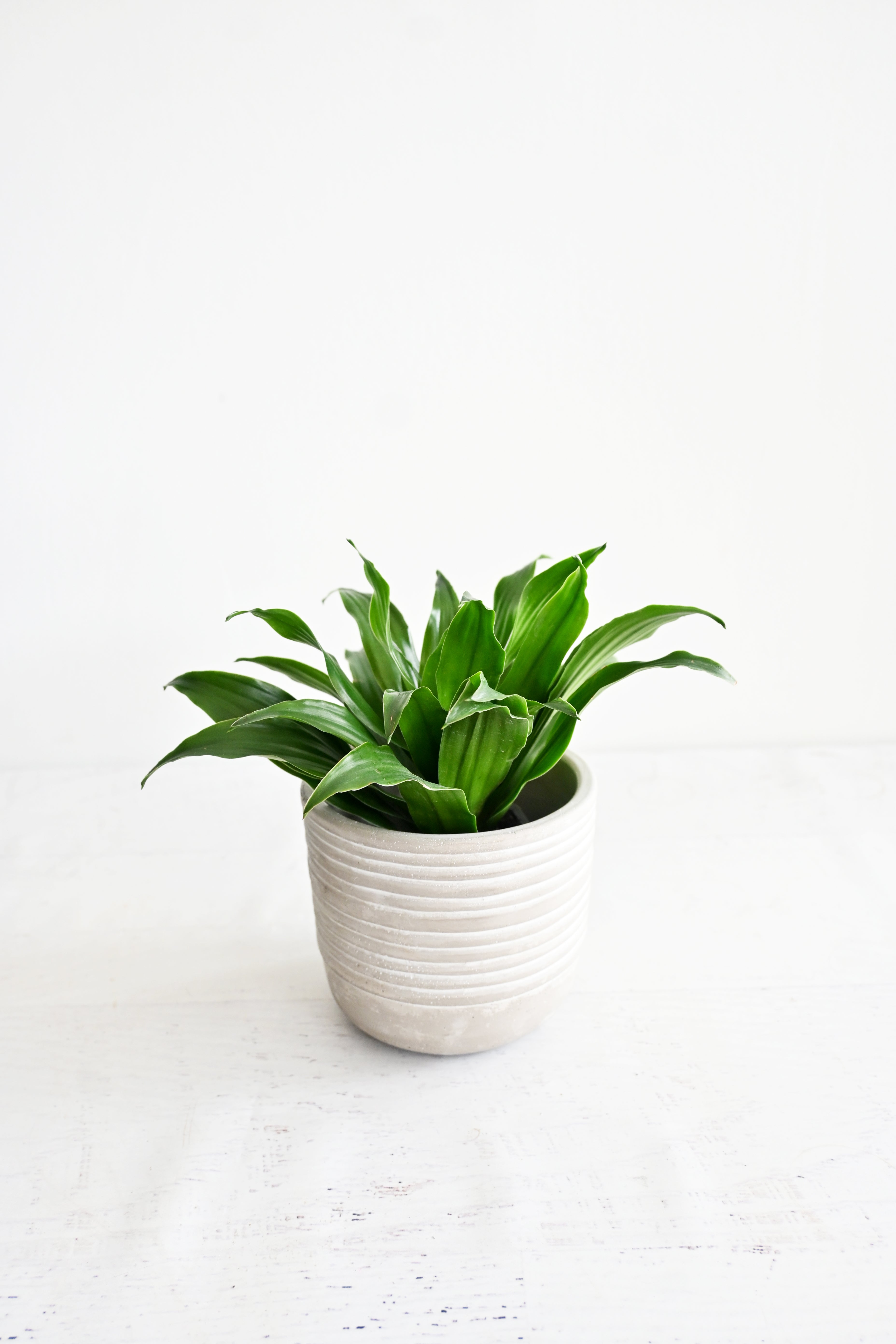 Janet Craig Dracaena