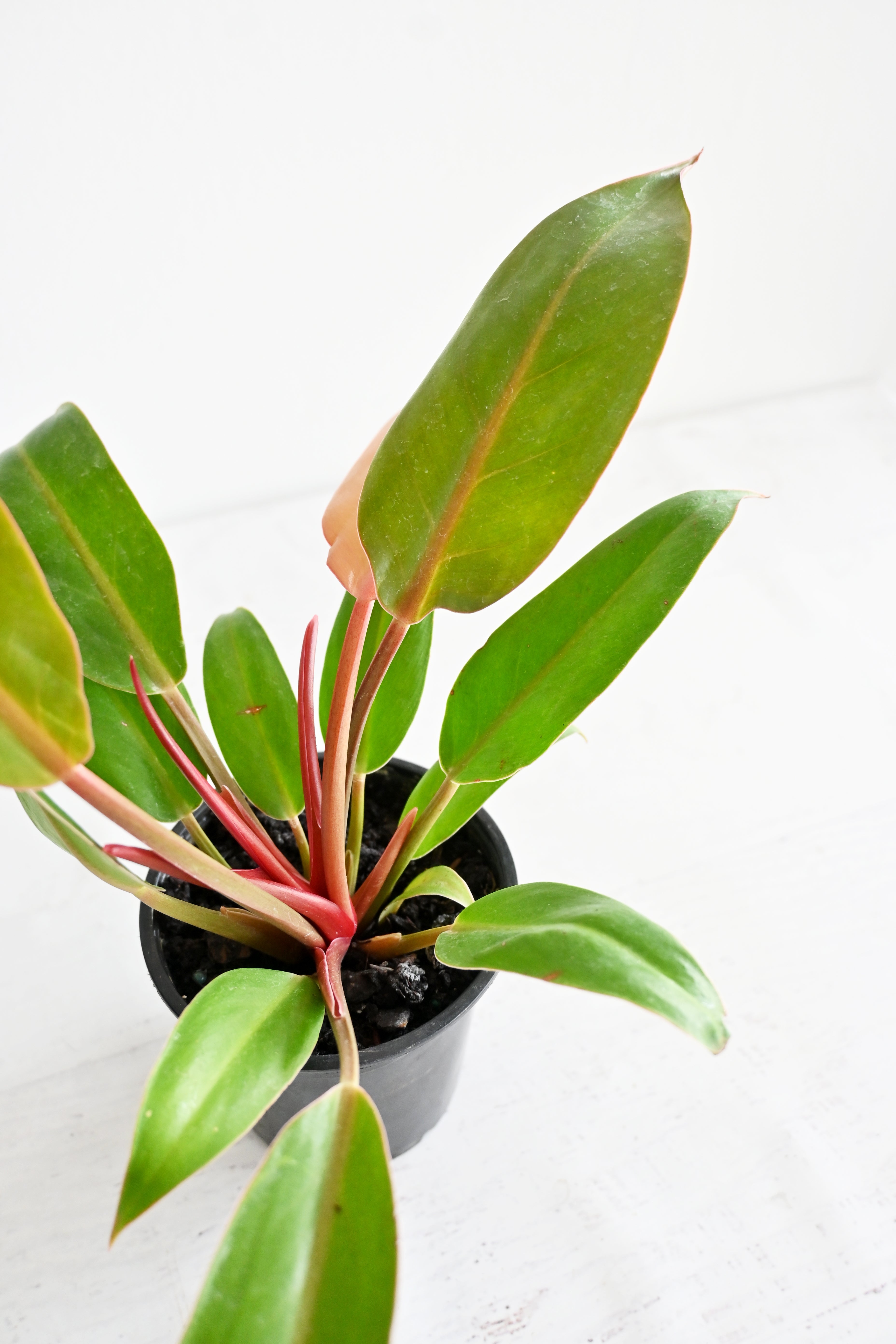 Prince Of Orange Philodendron