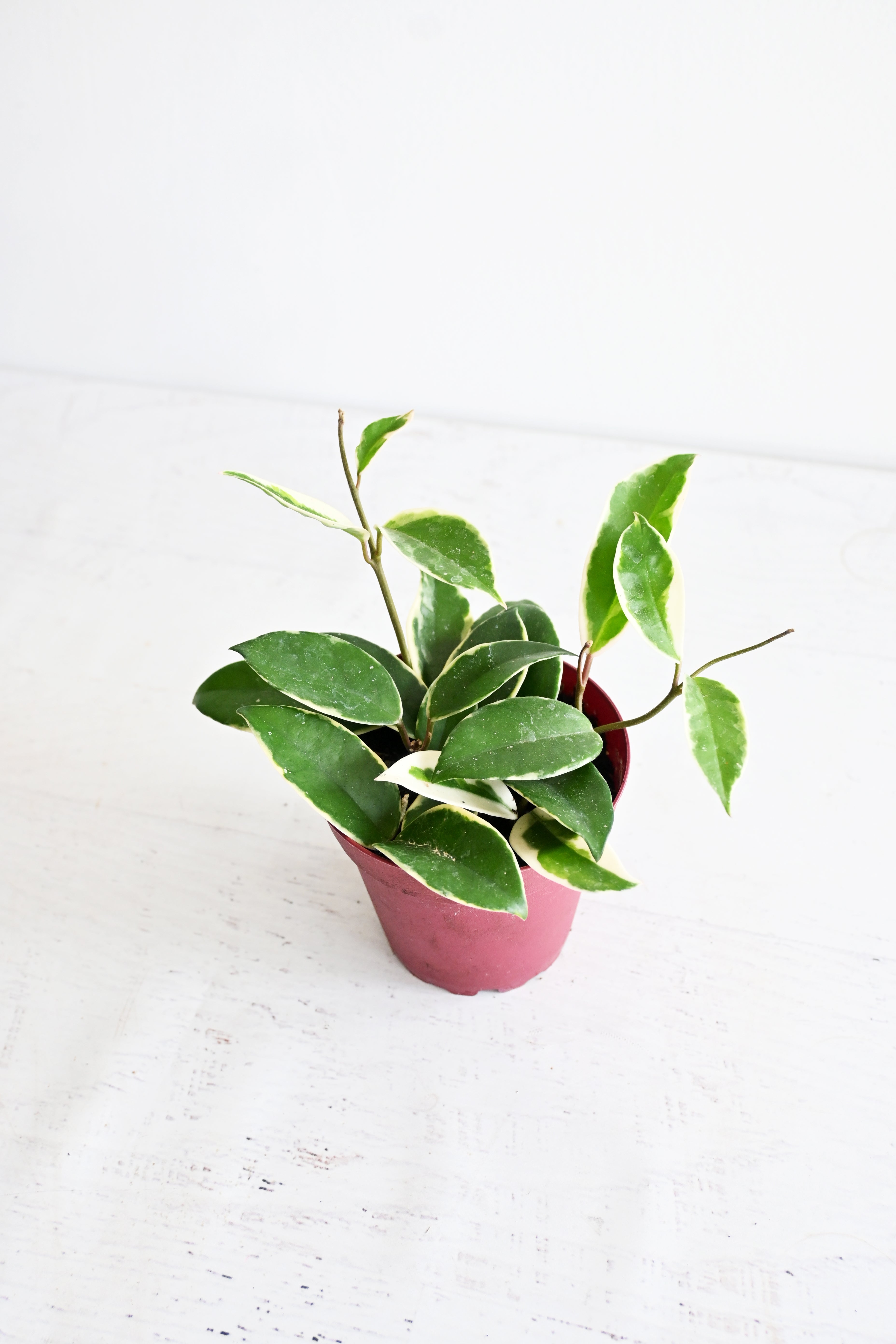 Hoya Carnosa