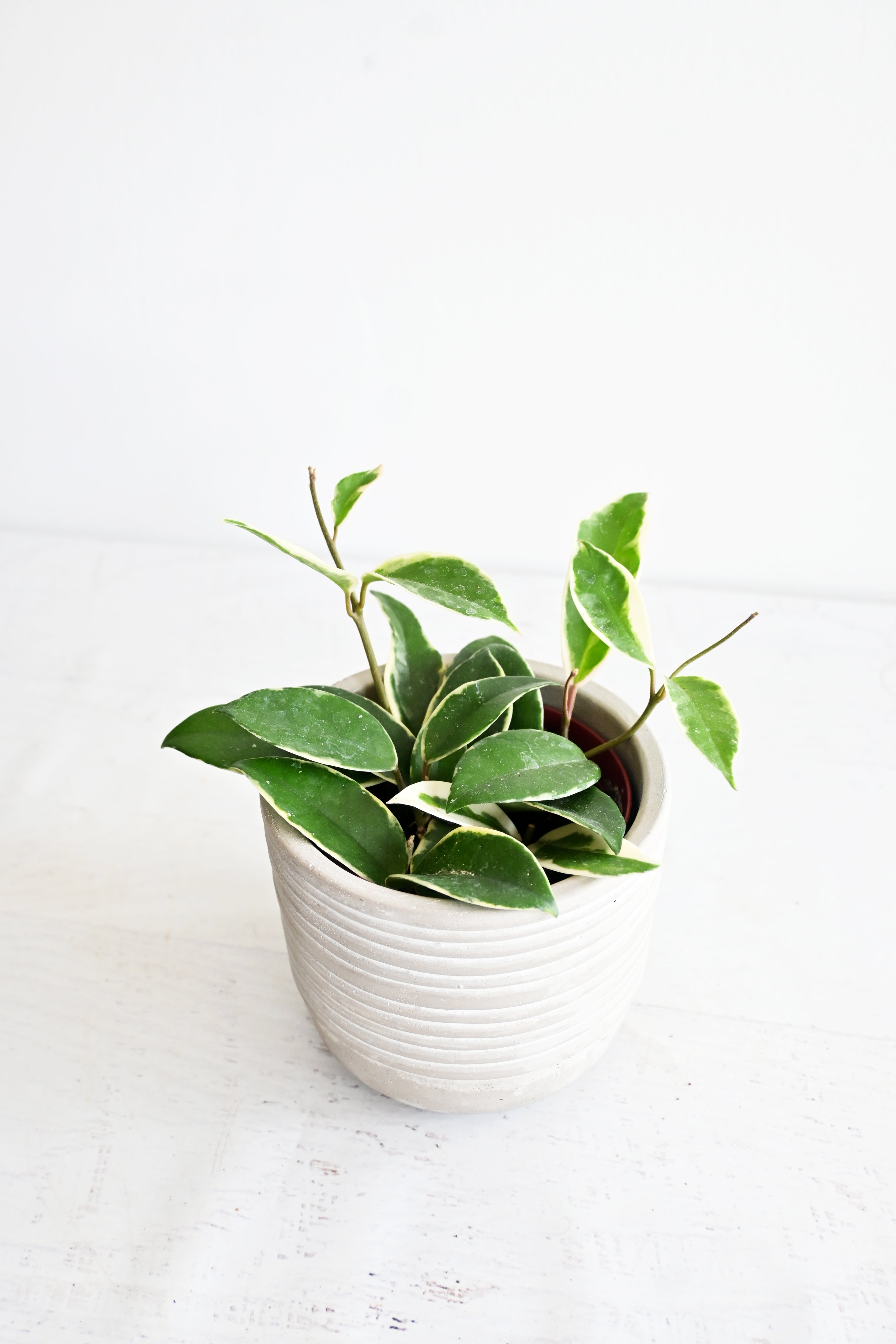 Hoya Carnosa