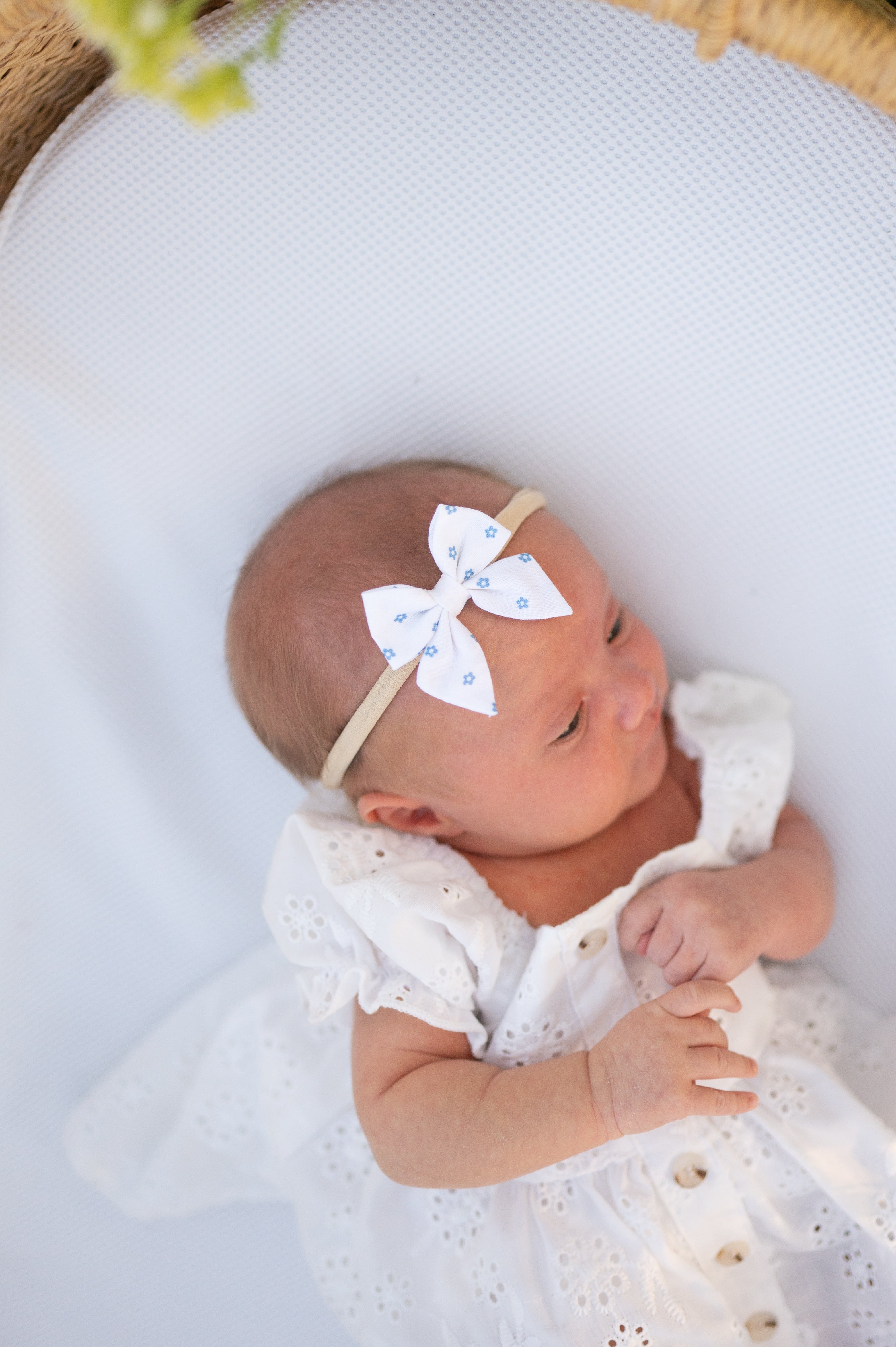 Indy Bloom- Blue | Mini Piggy Bow