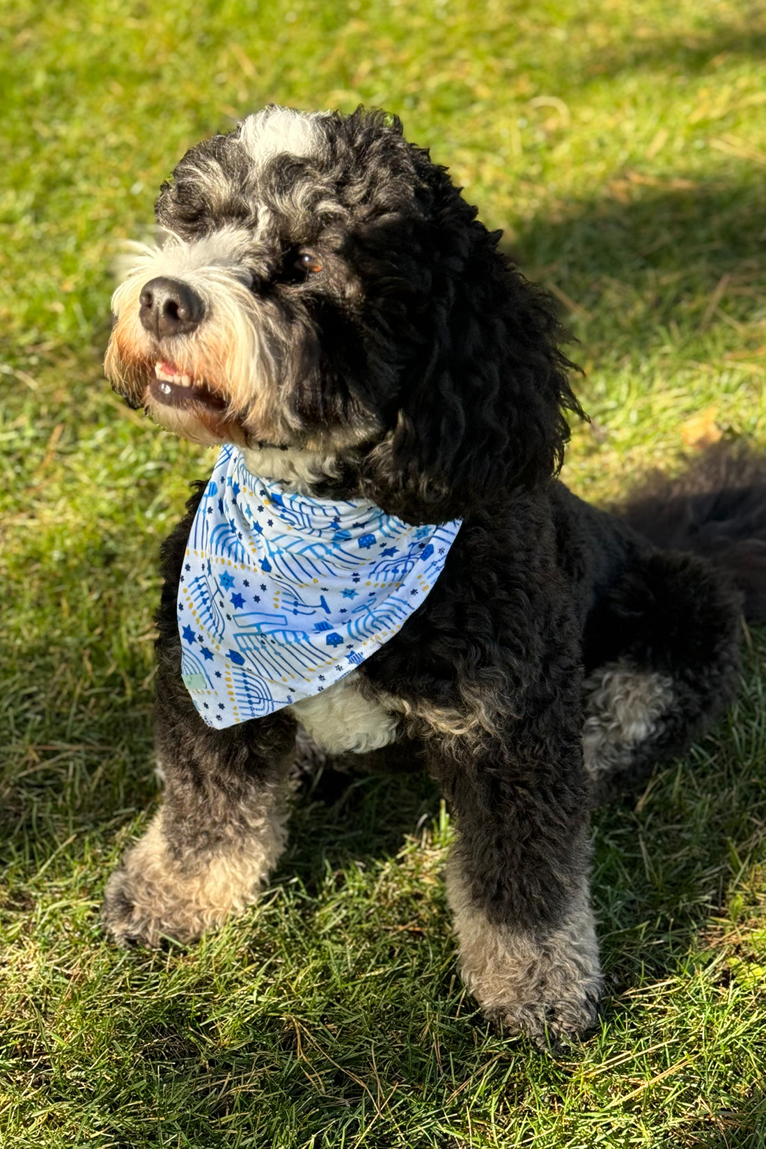 Pet Bandana - Menorahs