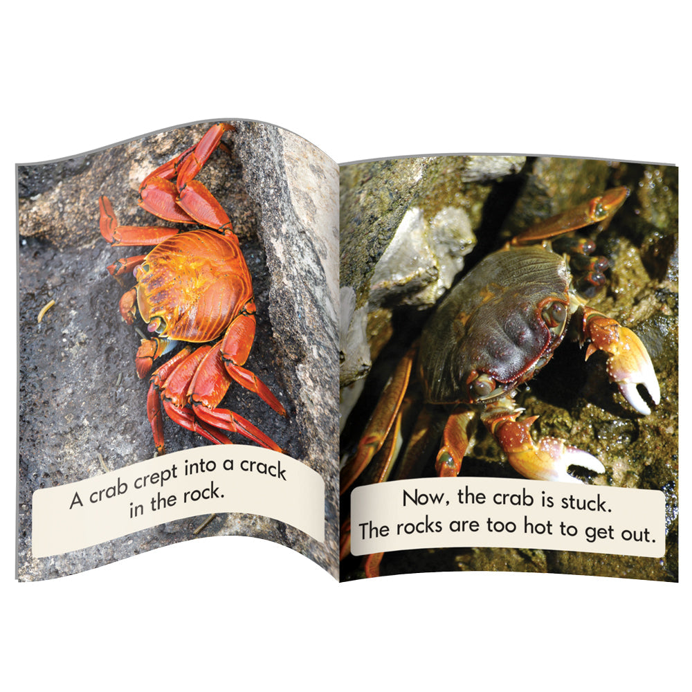Letters & Sounds Phase 4 Set 1 Non-fiction - 6 Pack