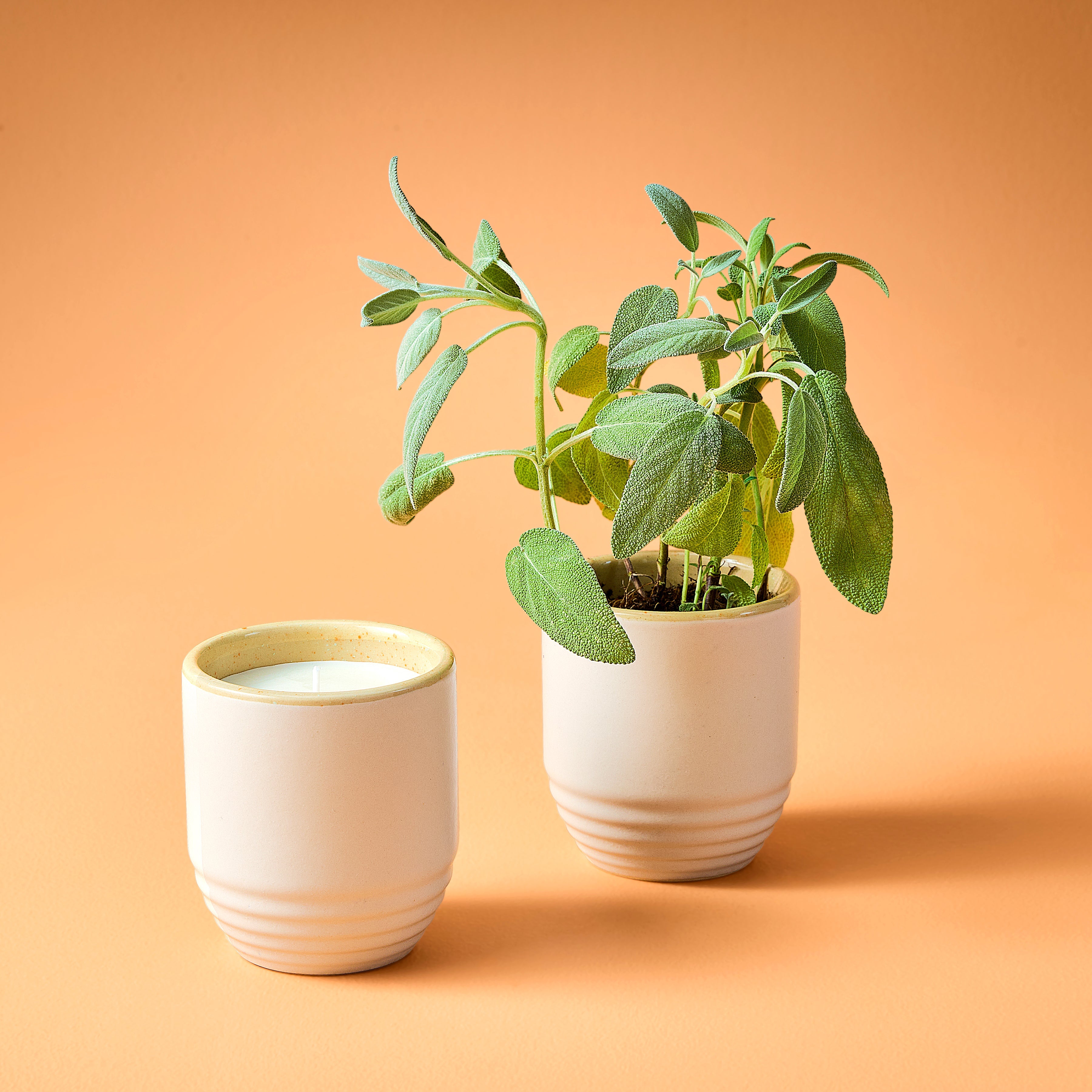 Garden Vibes Candle/planter 2-in-1