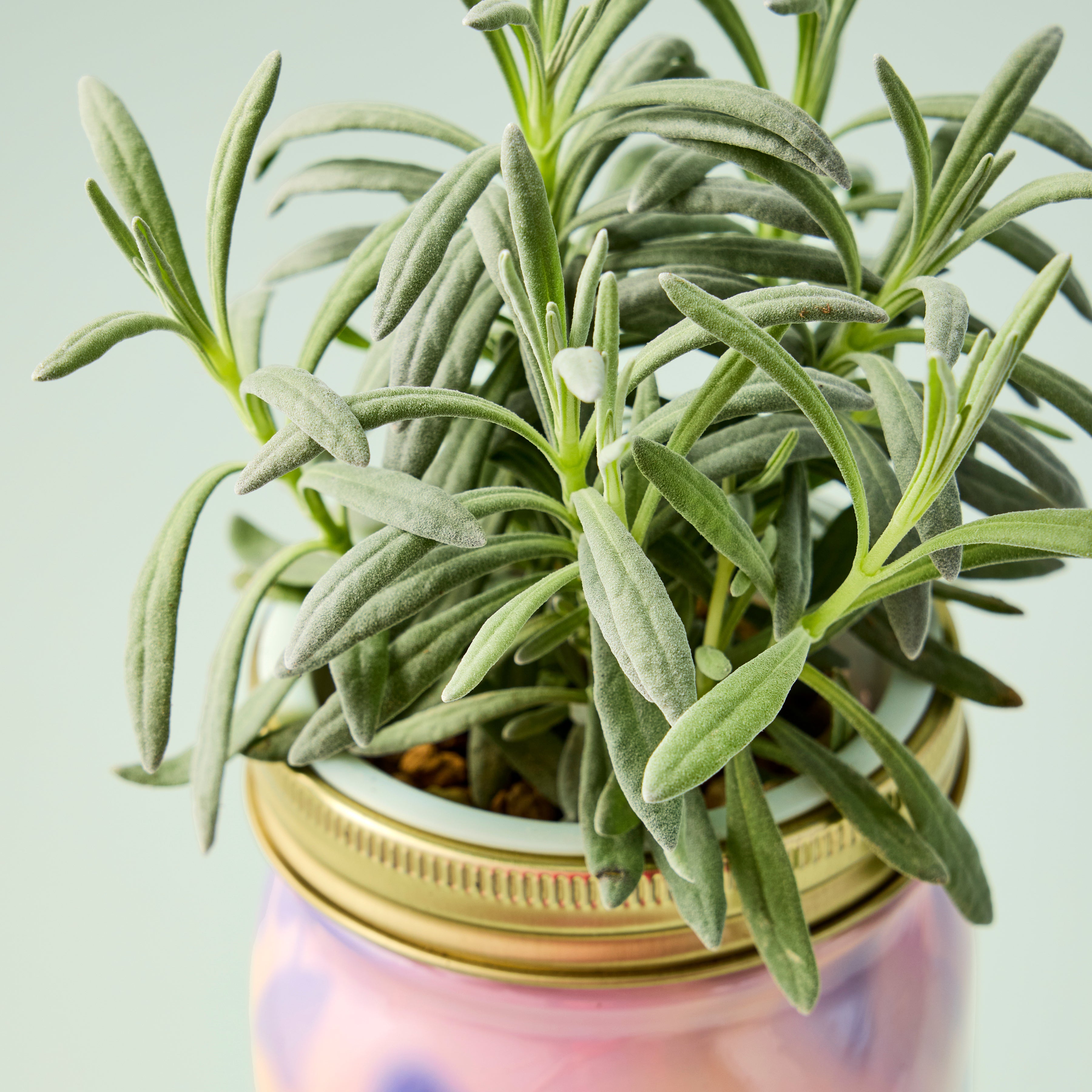 New! Garden Jars - Organic Herbs