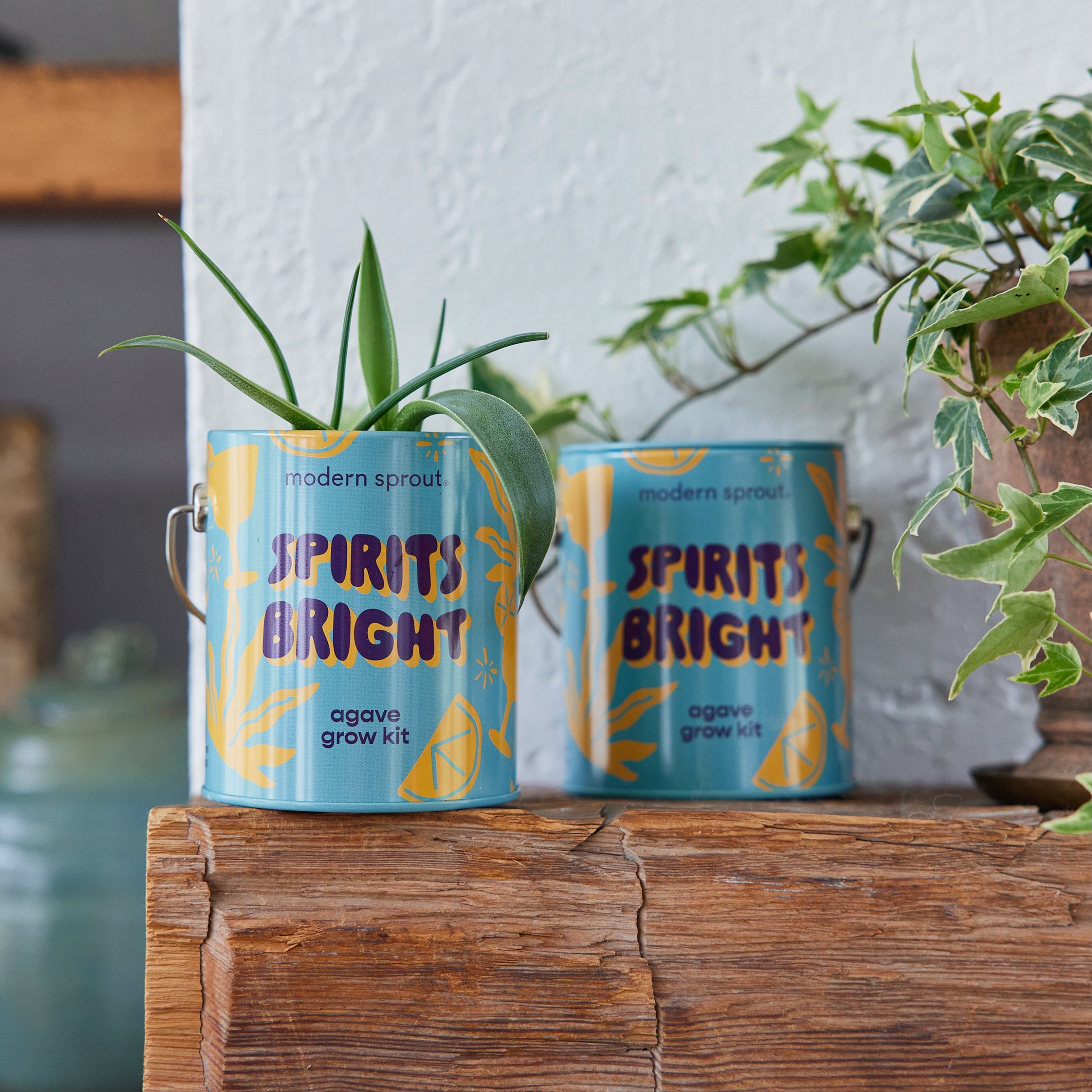 Holiday Complimentary Colors Grow Kits