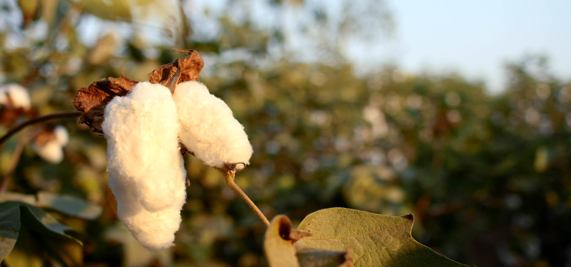 Organic Pima Cotton Set X4