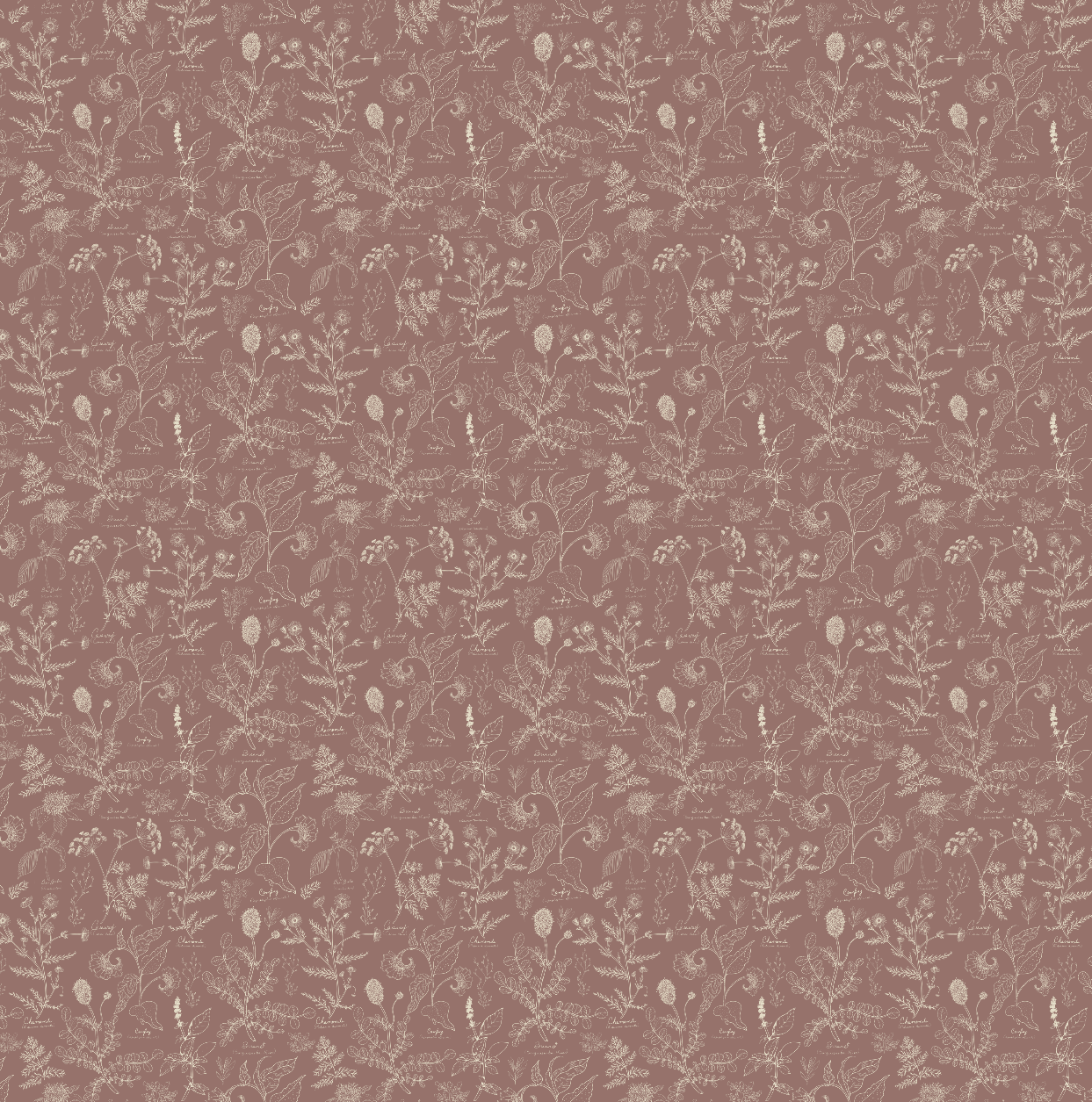 Caraway Wallpaper By Danelys Sidron