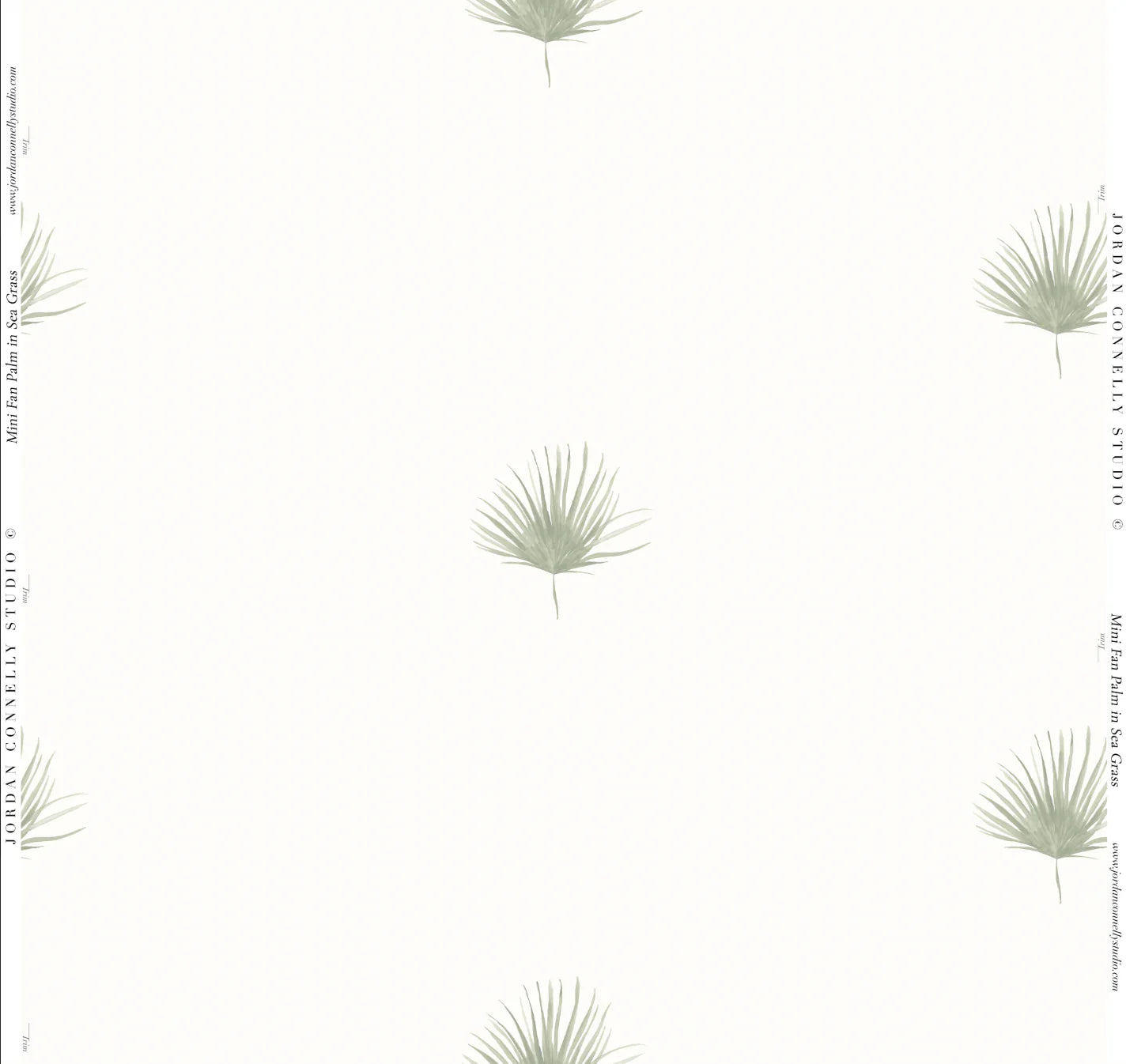 Mini Fan Palm Wallpaper