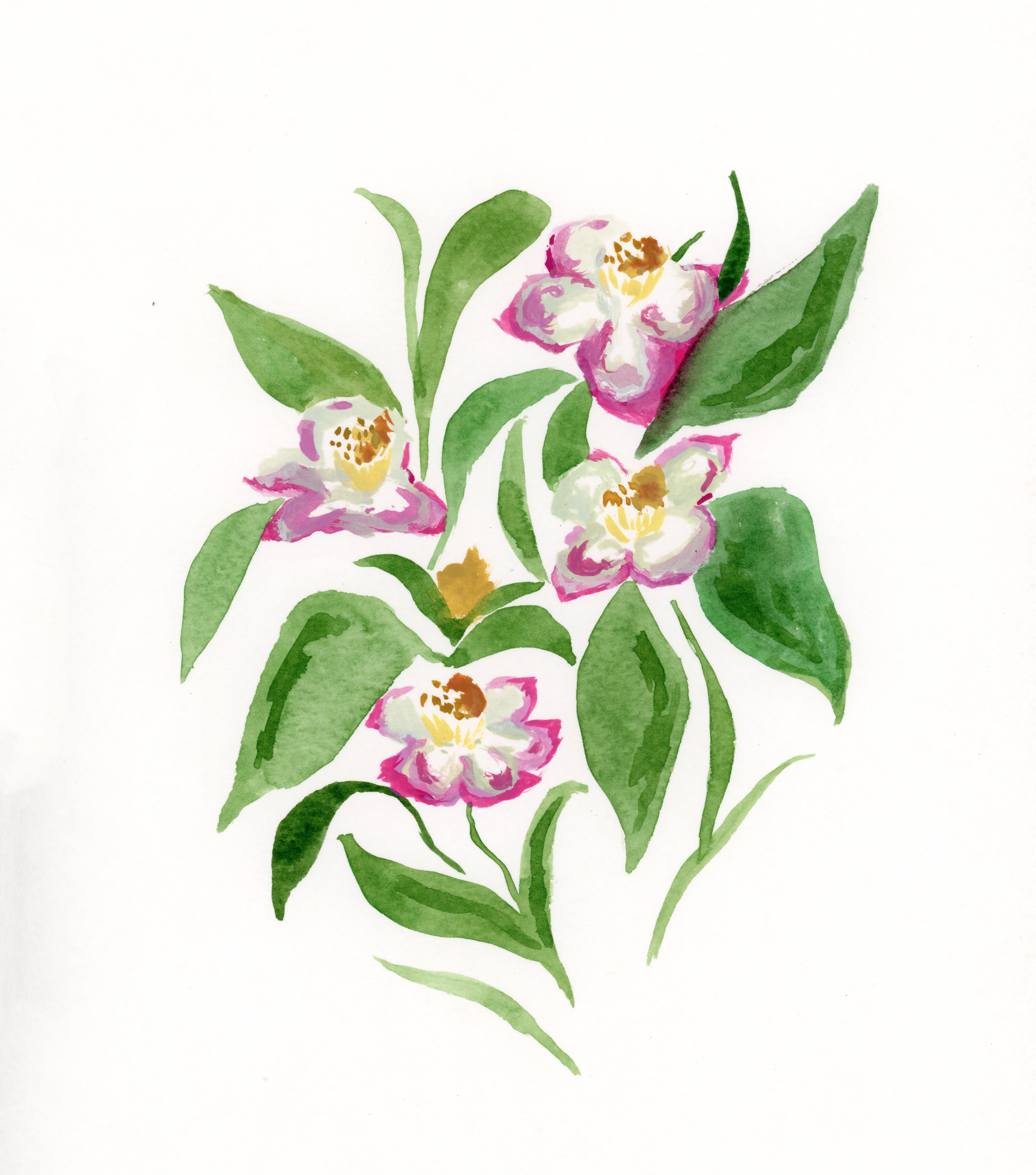 Pink Buds Print