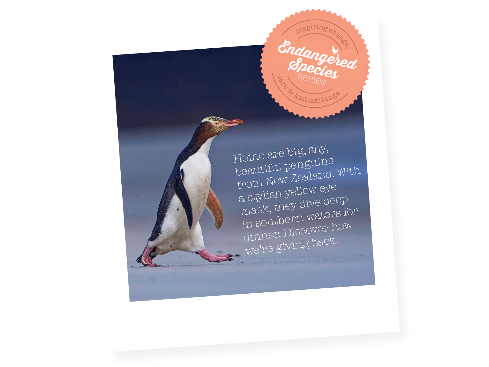 Wishbone Original 3-in-1 Balance Bike