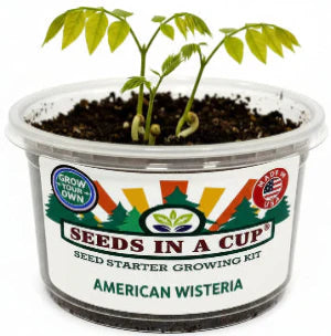 American Wisteria | Plant Seed Starter Grow Kit |