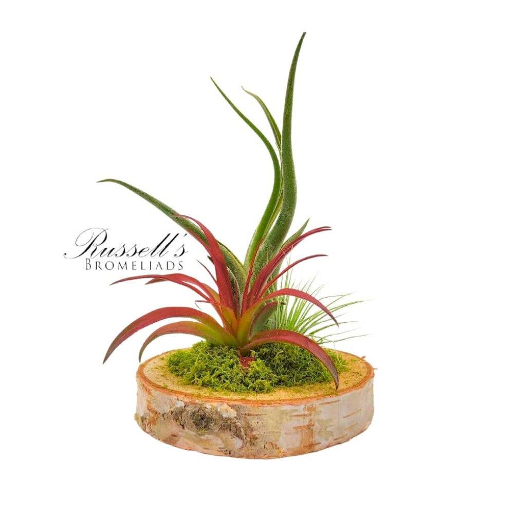 Wood Arrangement With Air Plants