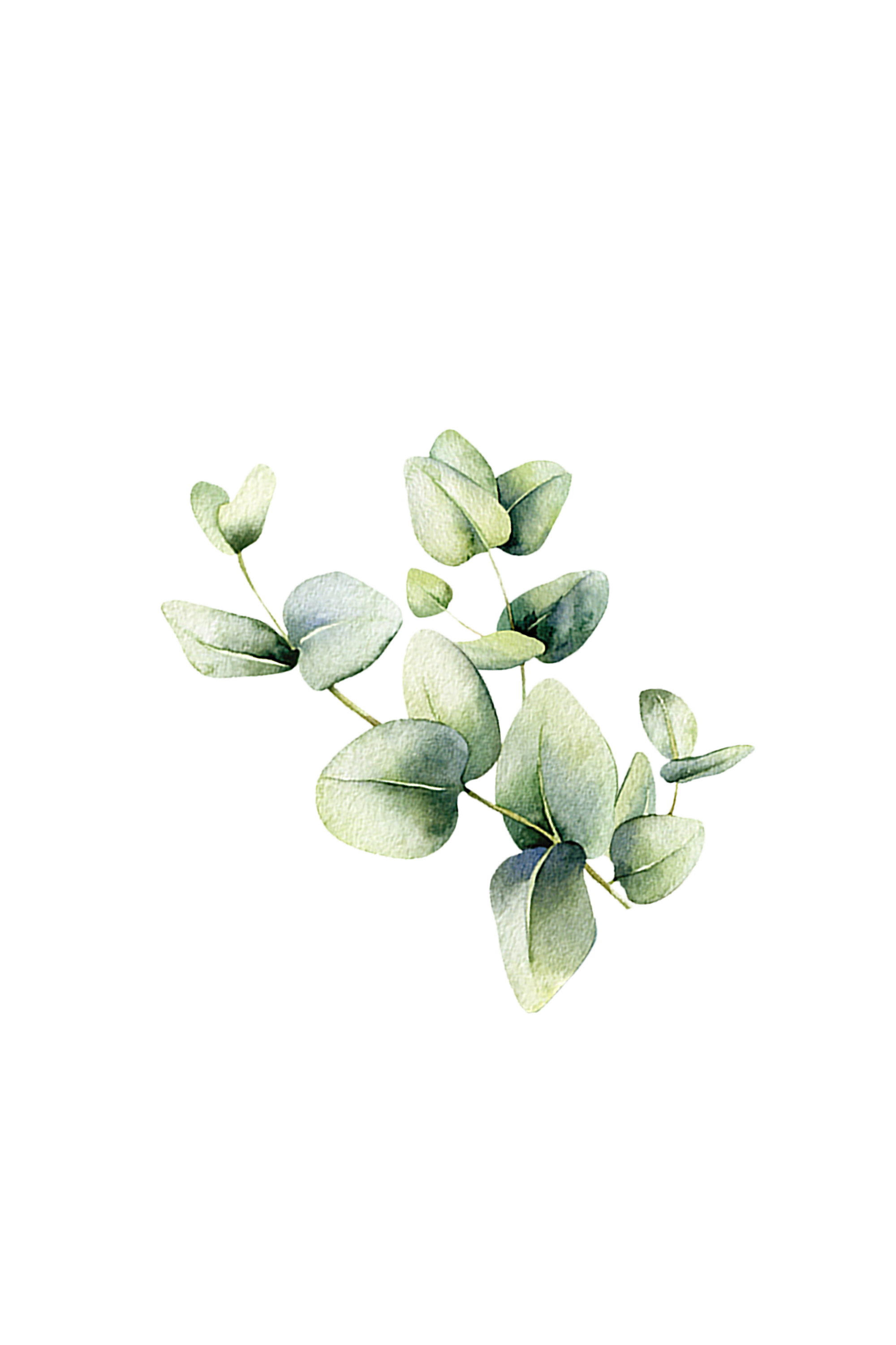 Eucalyptus Essential Oil