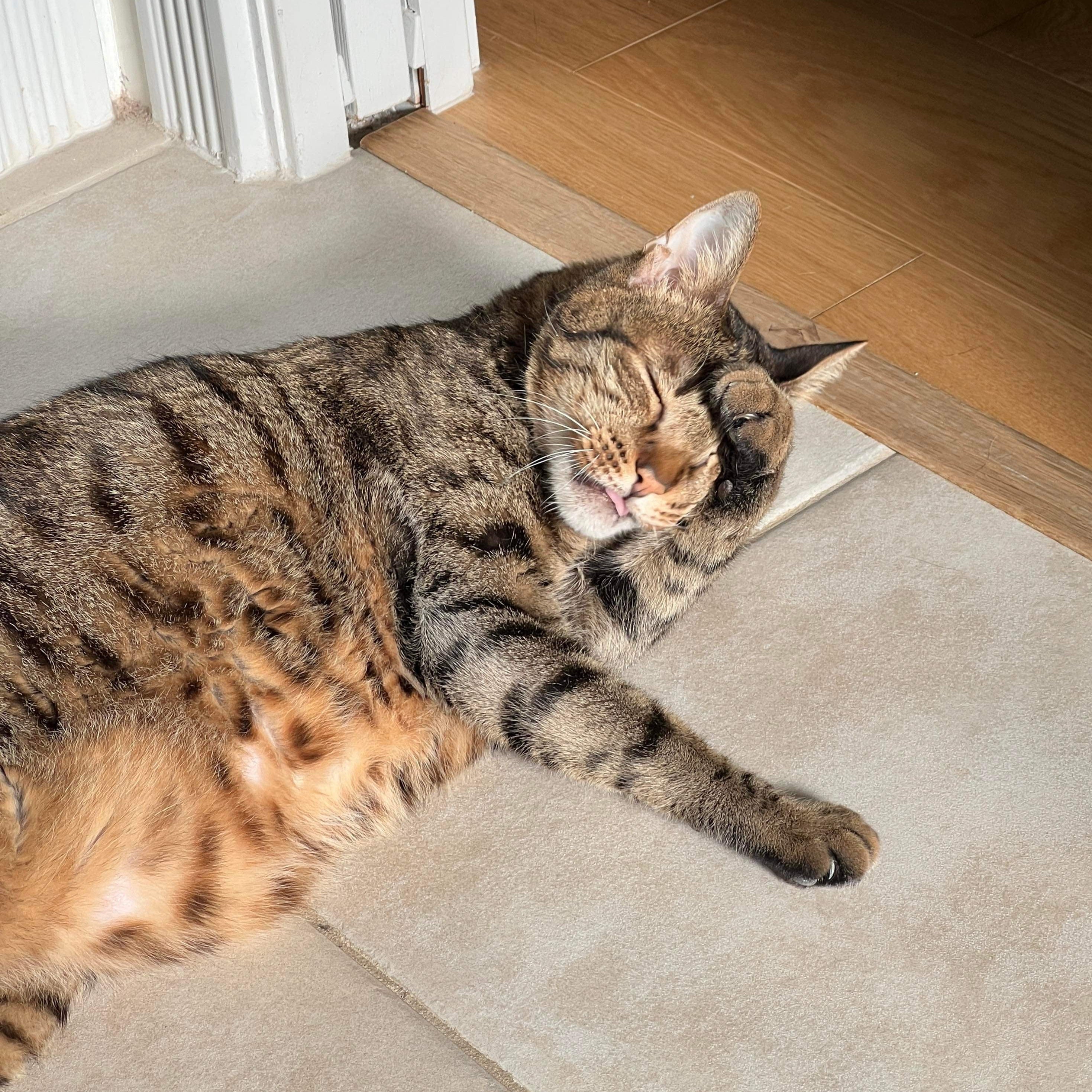 Felt Finger Puppet: "huhu" The Brown Tabby