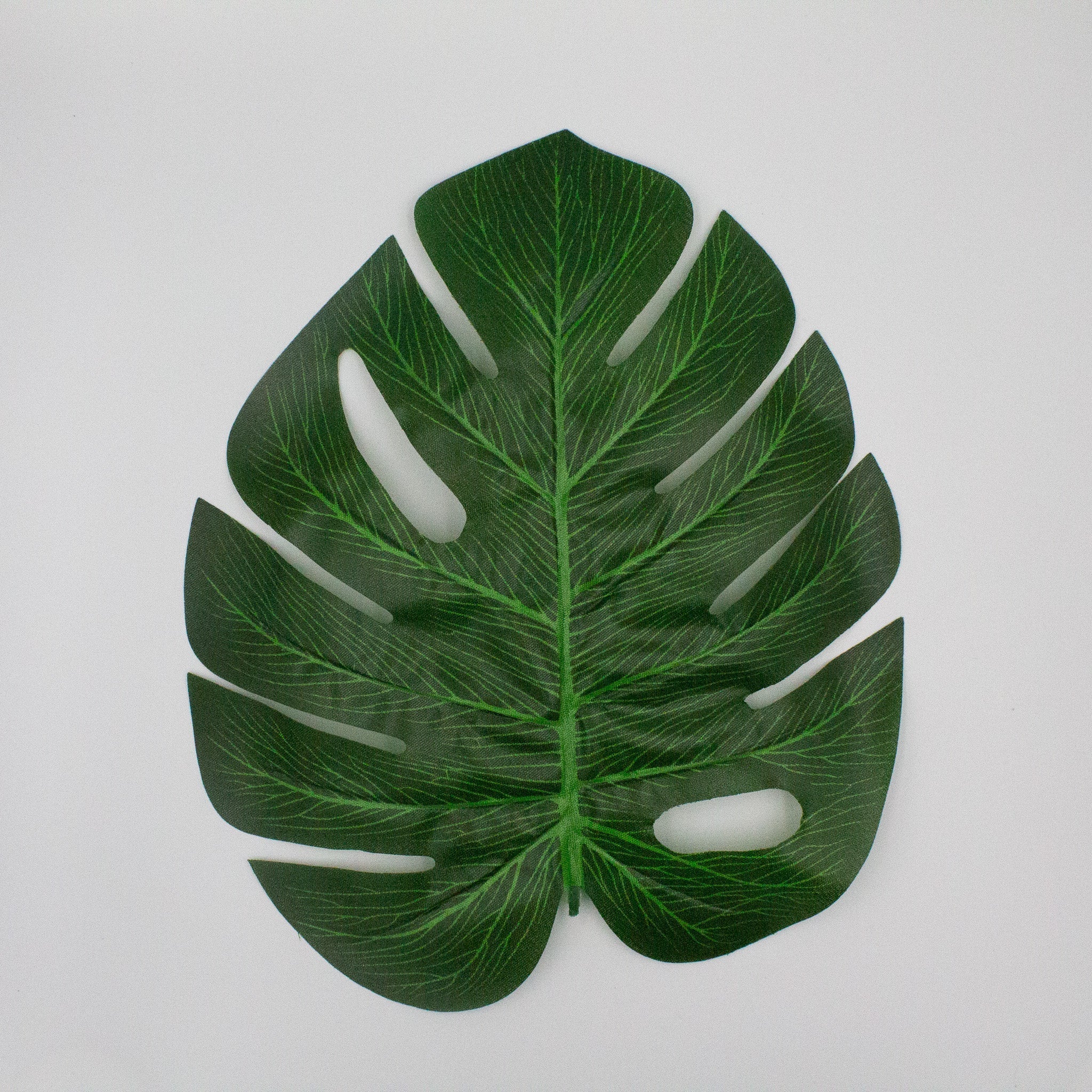 Monstera Tropical Leaves